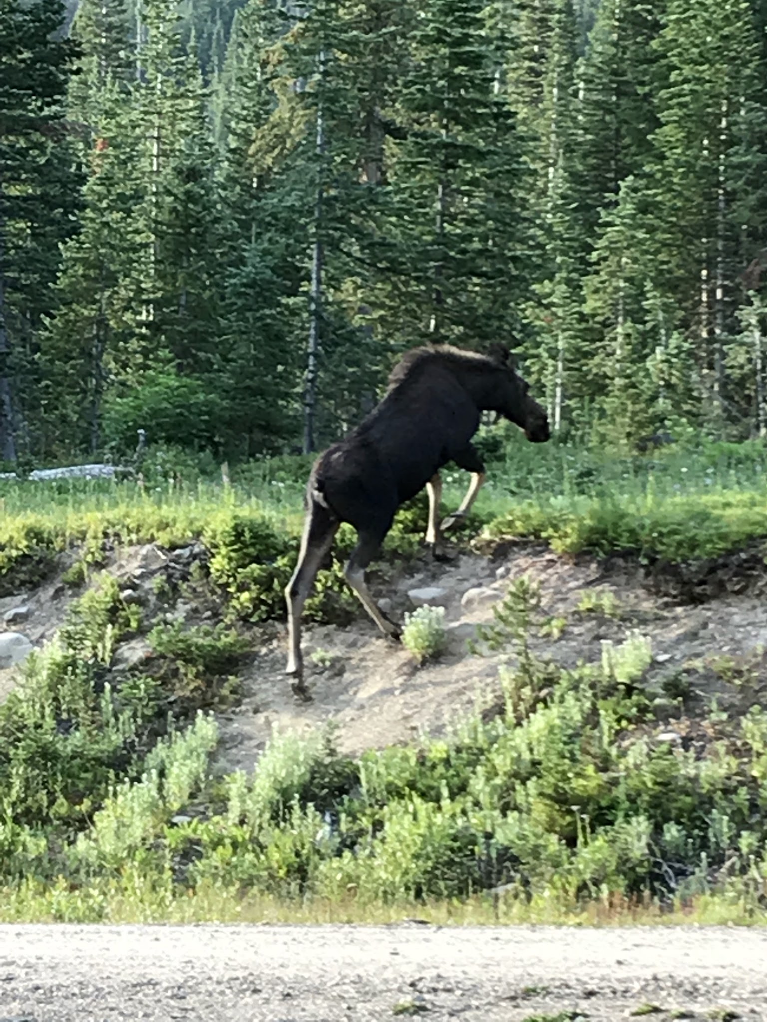 Bighorn Crags Campground
