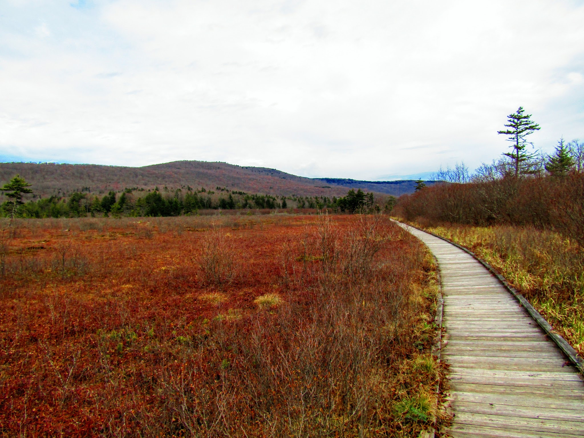 Cranberry Glades Botanical Area
