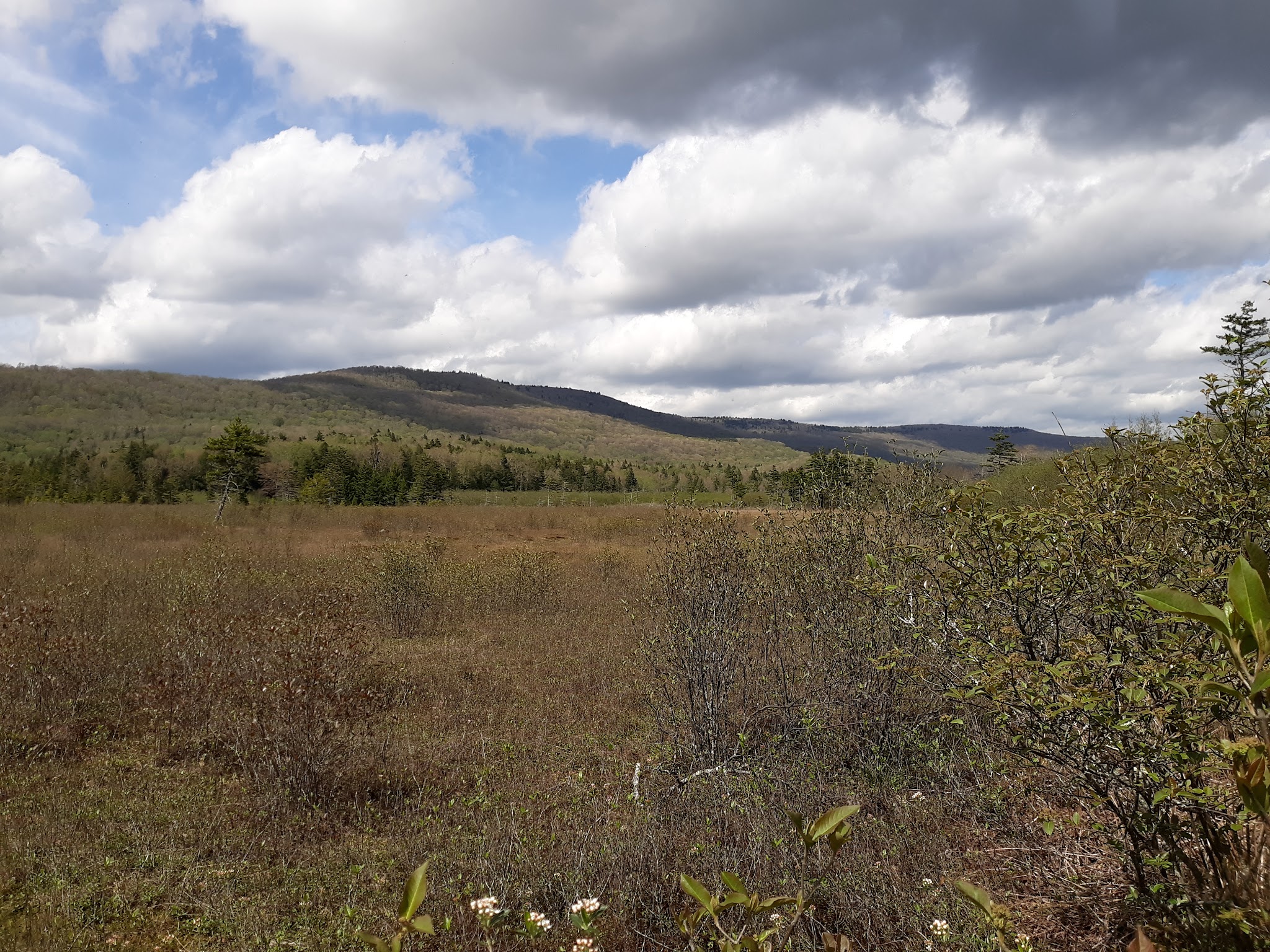 Cranberry Glades Botanical Area