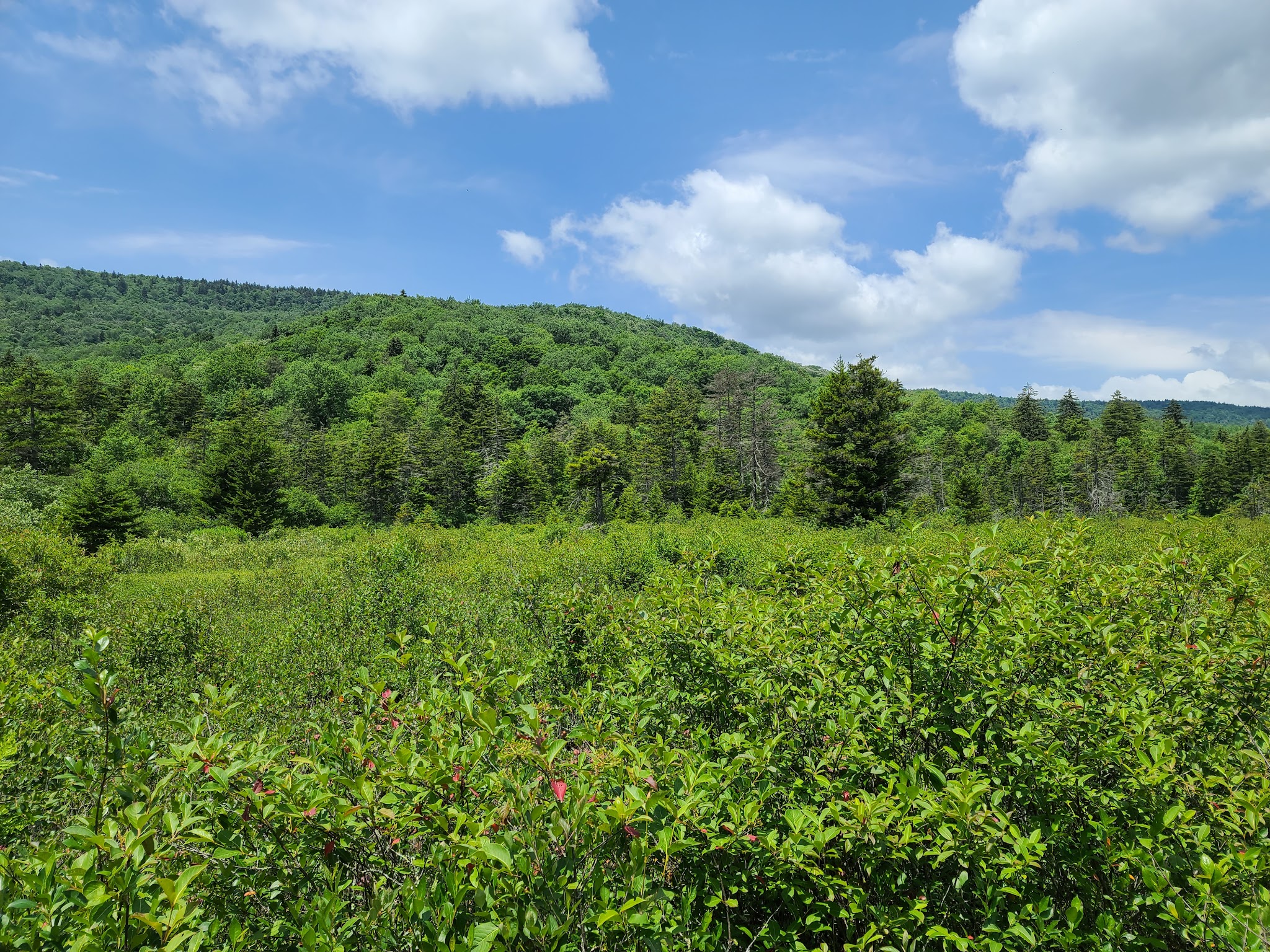 Cranberry Glades Botanical Area