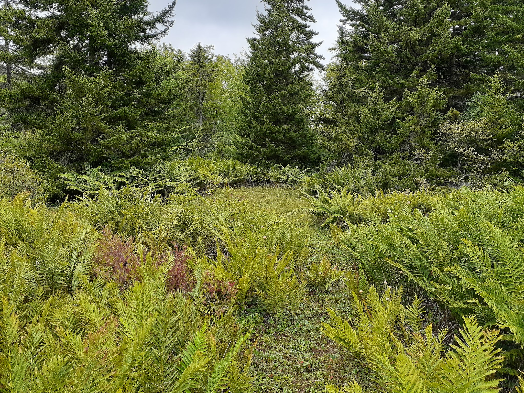 Cranberry Glades Botanical Area