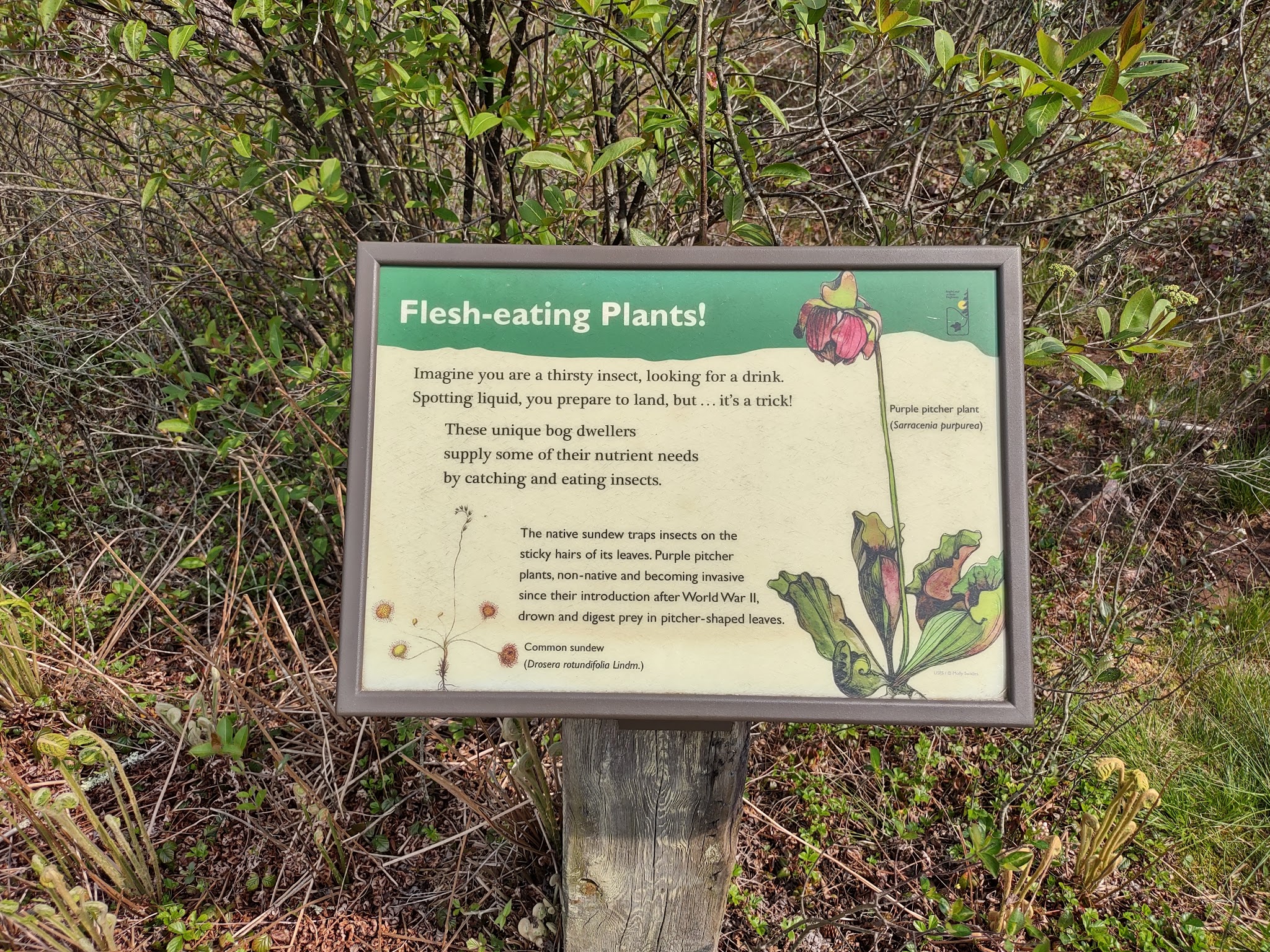 Cranberry Glades Botanical Area