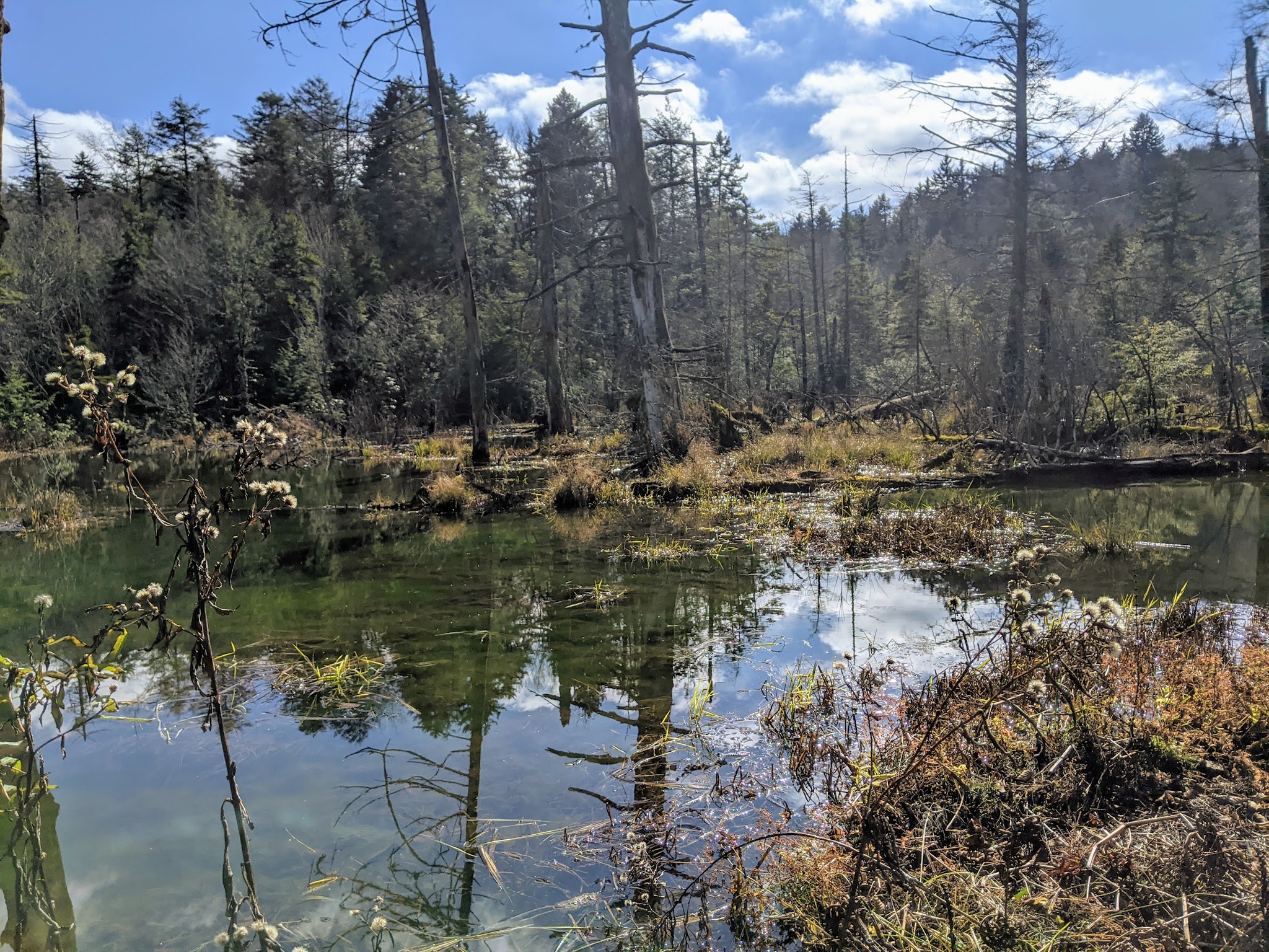Cranberry Glades Botanical Area