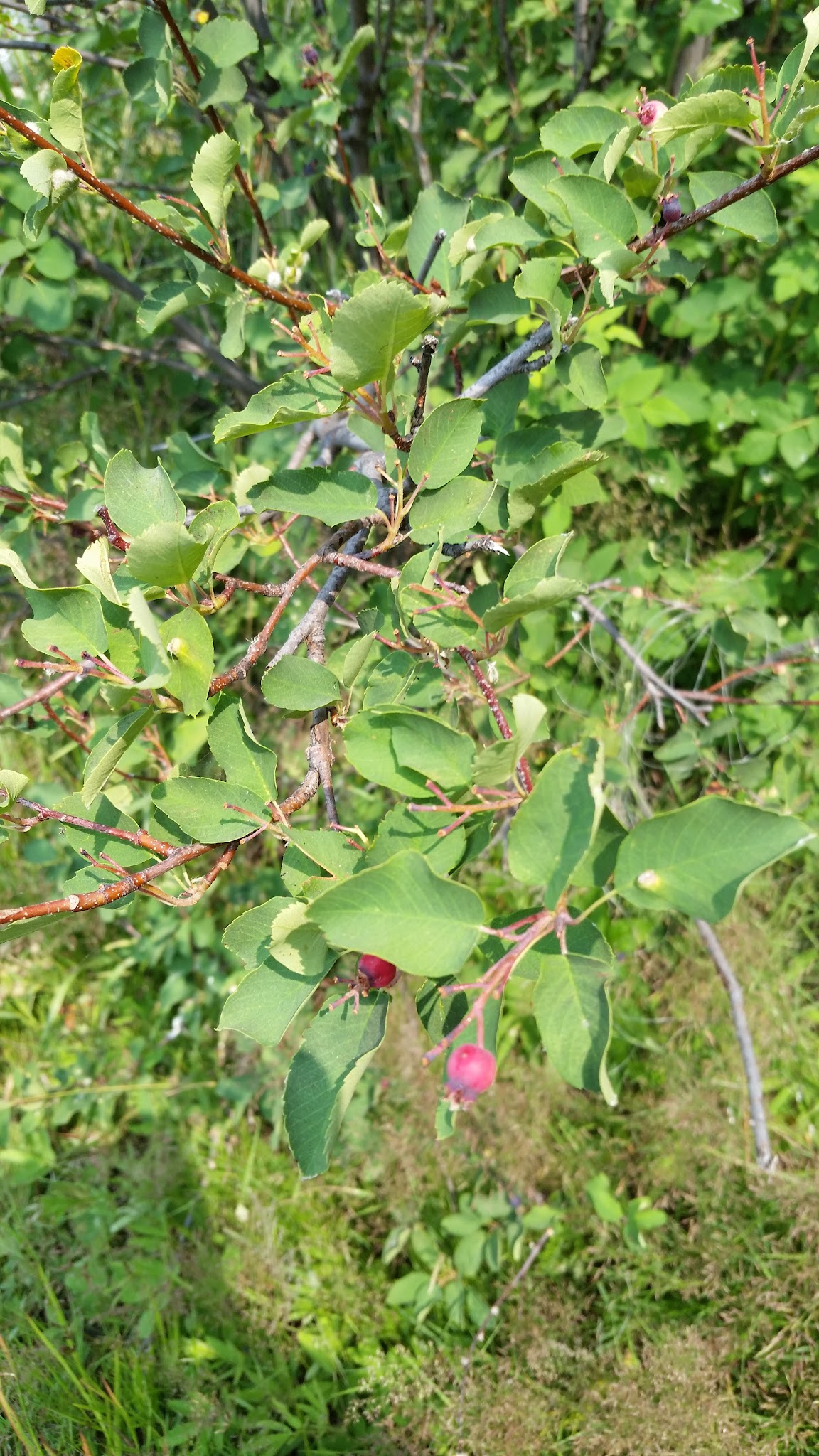 Crawfish Lake Campground