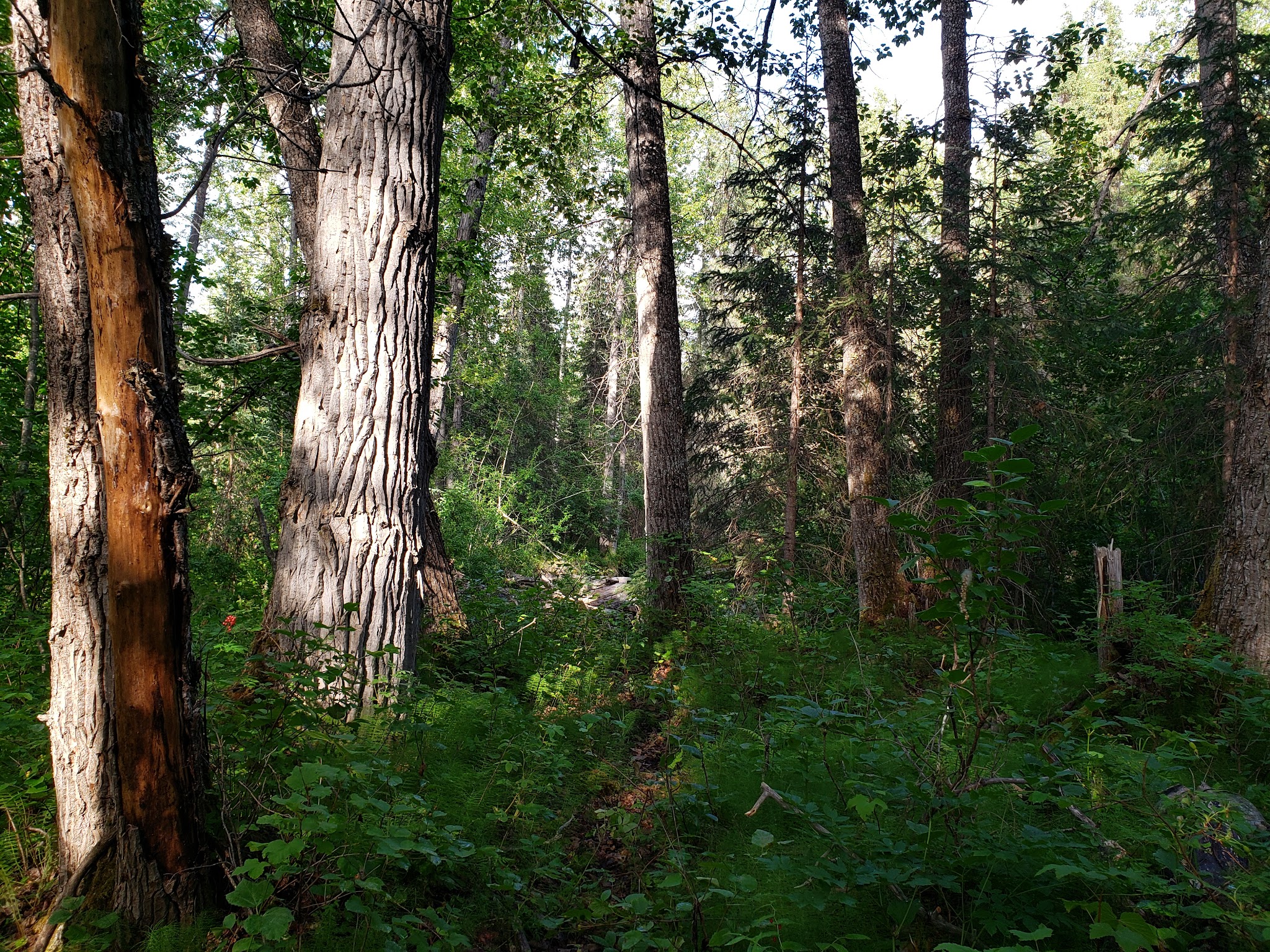 Crescent Creek Campground
