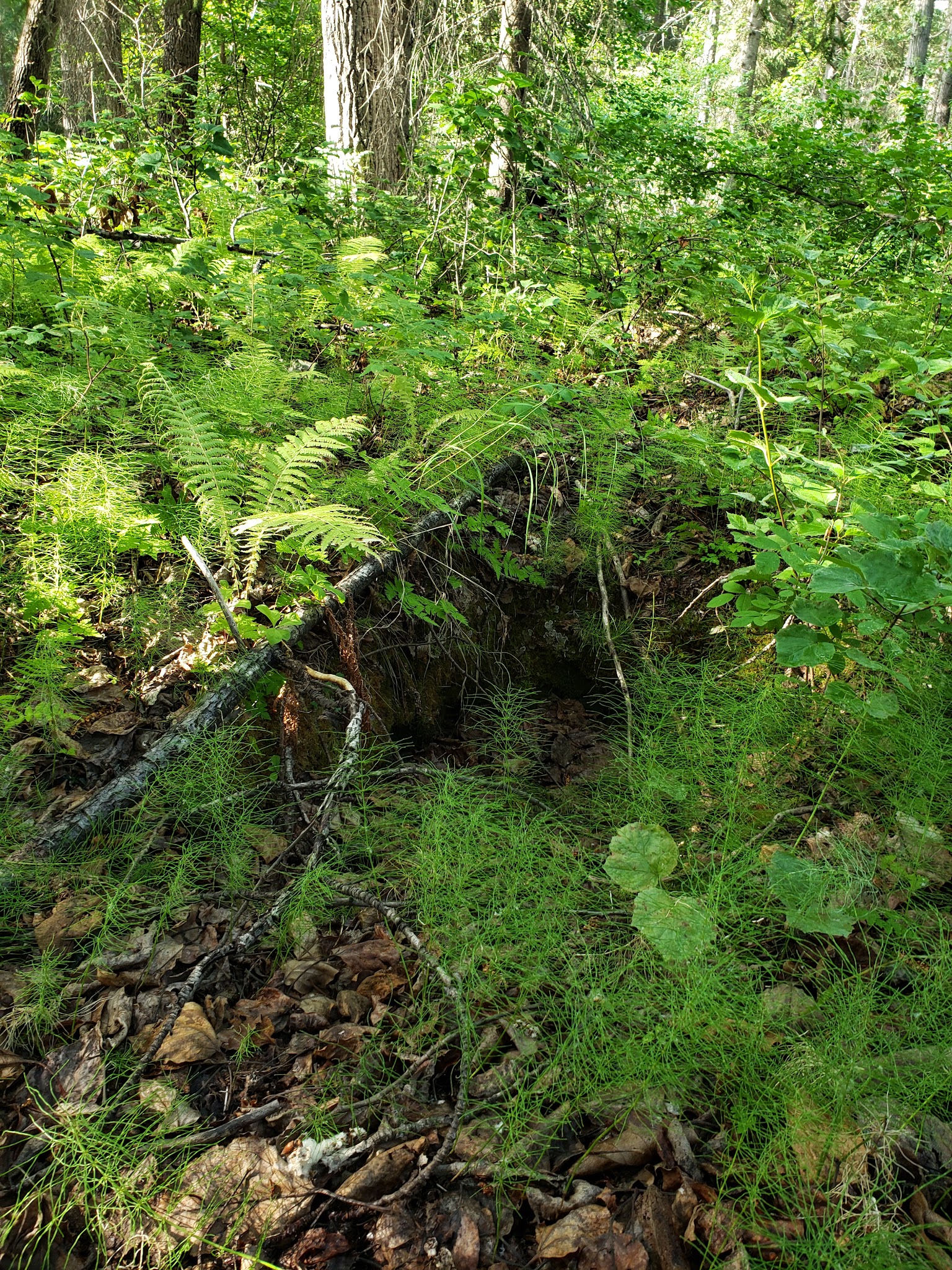 Crescent Creek Campground