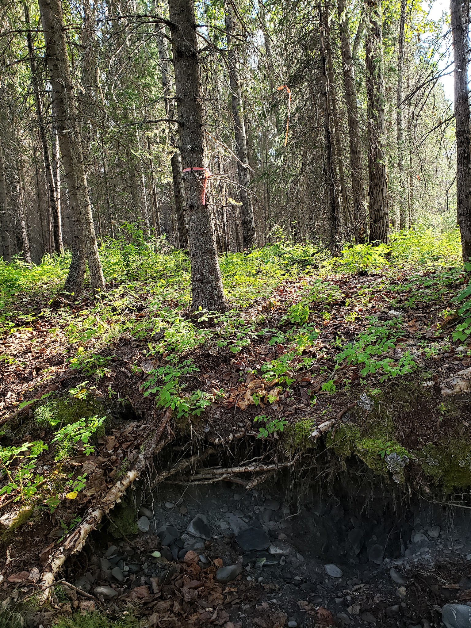 Crescent Creek Campground