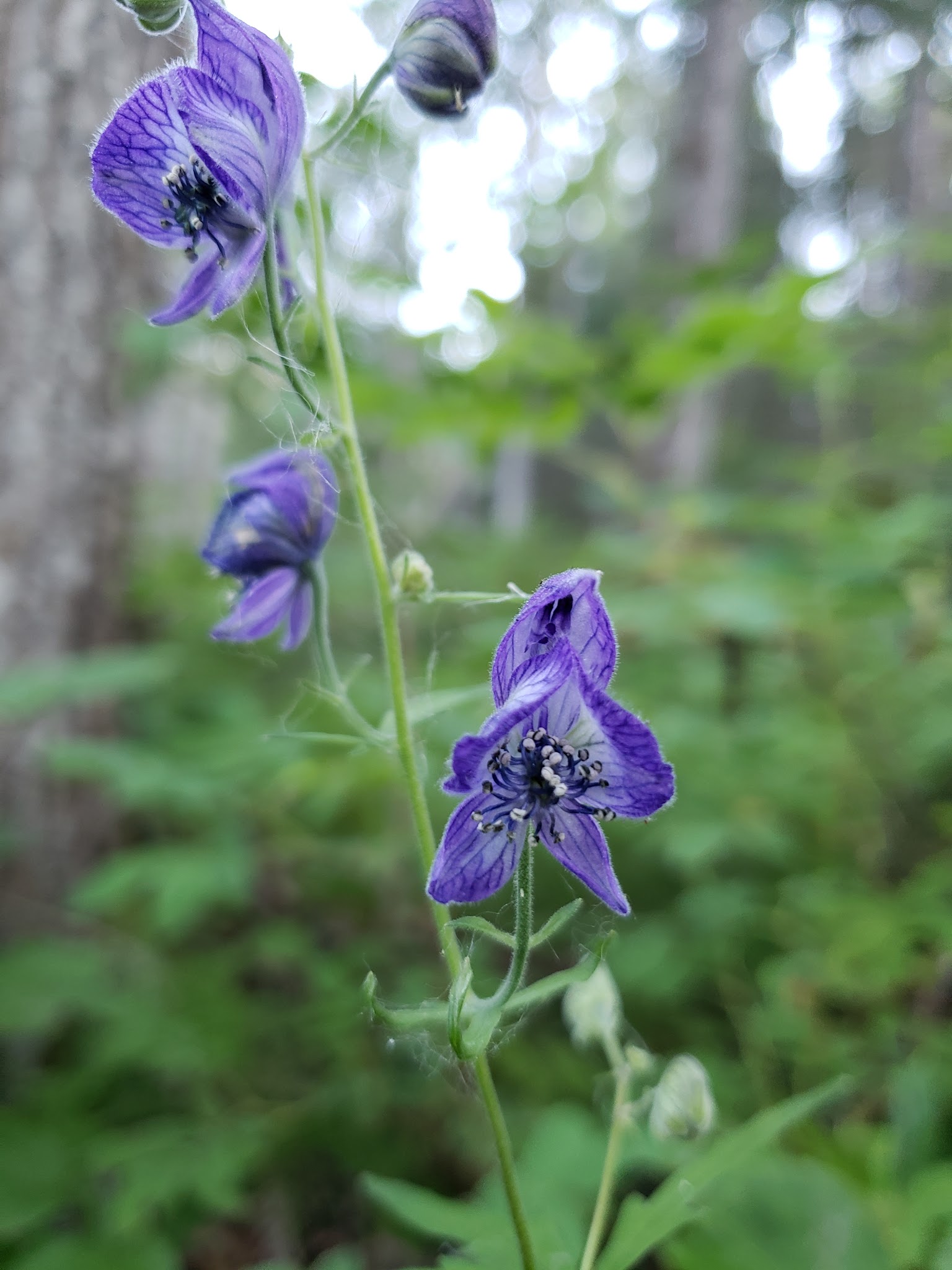 Crescent Creek Campground
