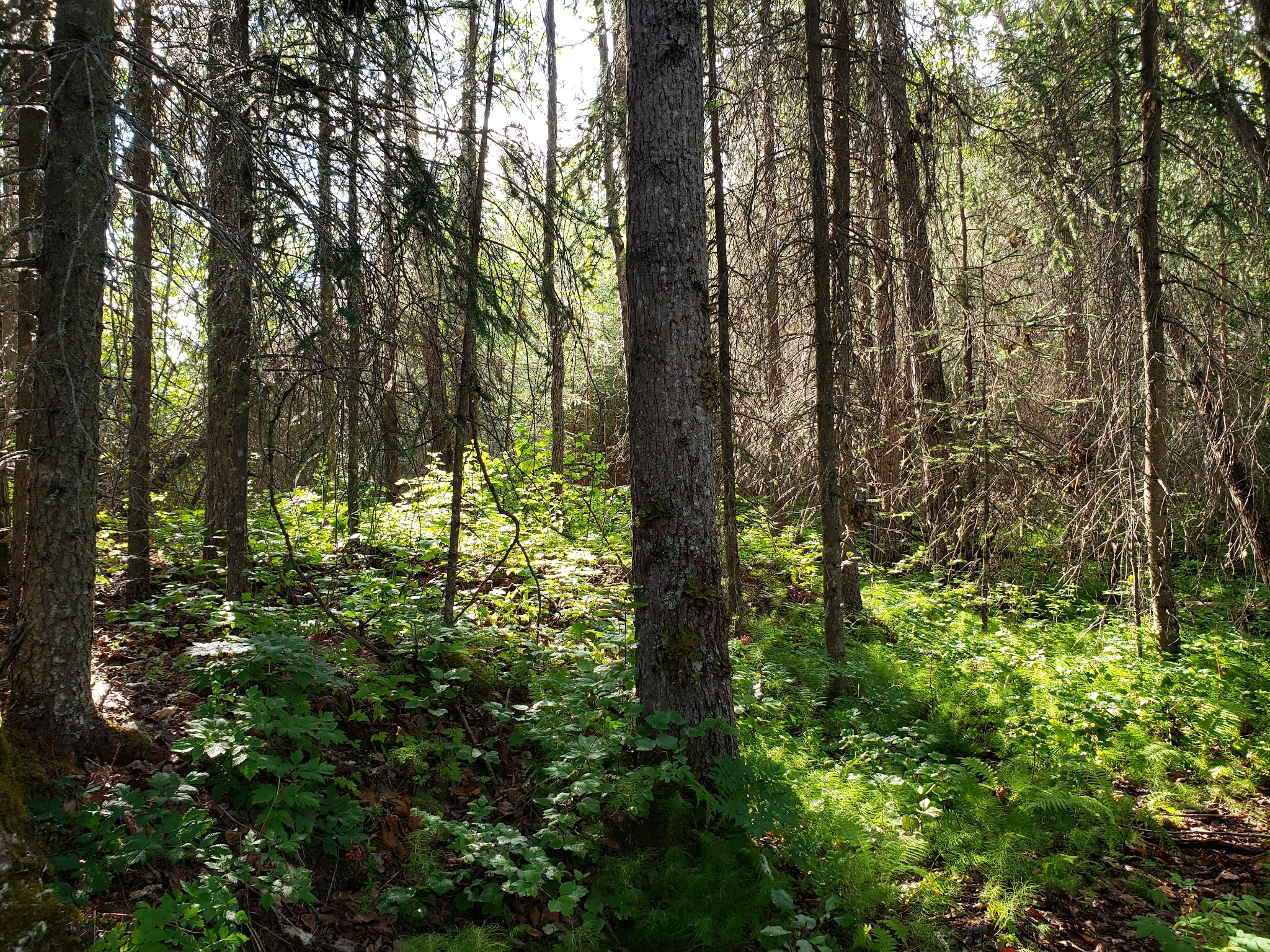 Crescent Creek Campground