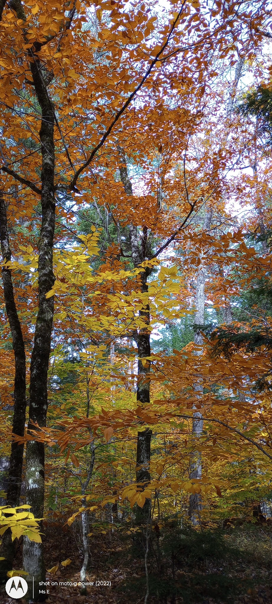 Crocker Pond Campground
