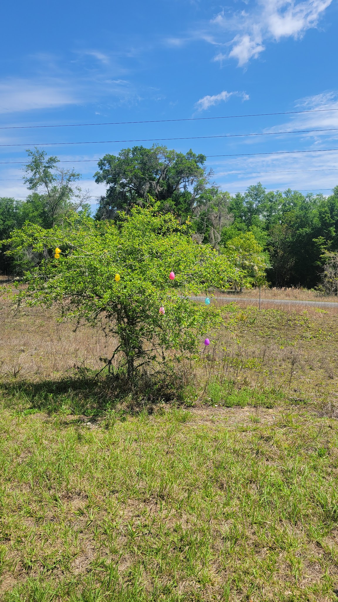 Croom Tract Primitive Camp Zone East