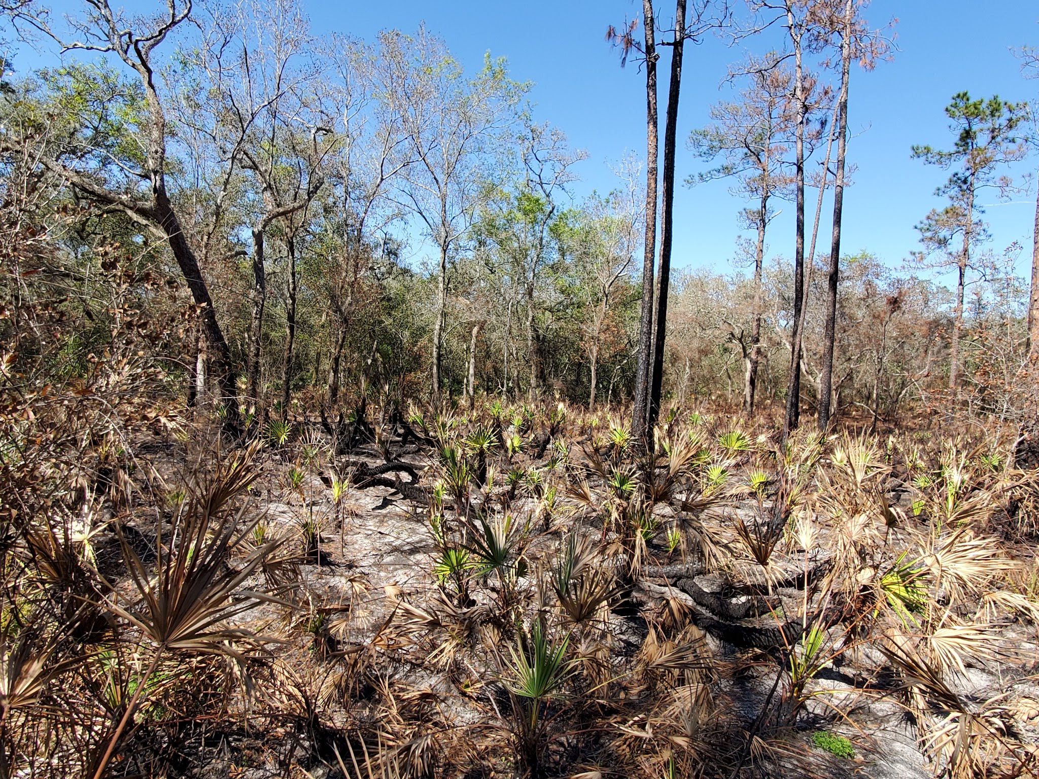 Croom Tract Primitive Camp Zone East