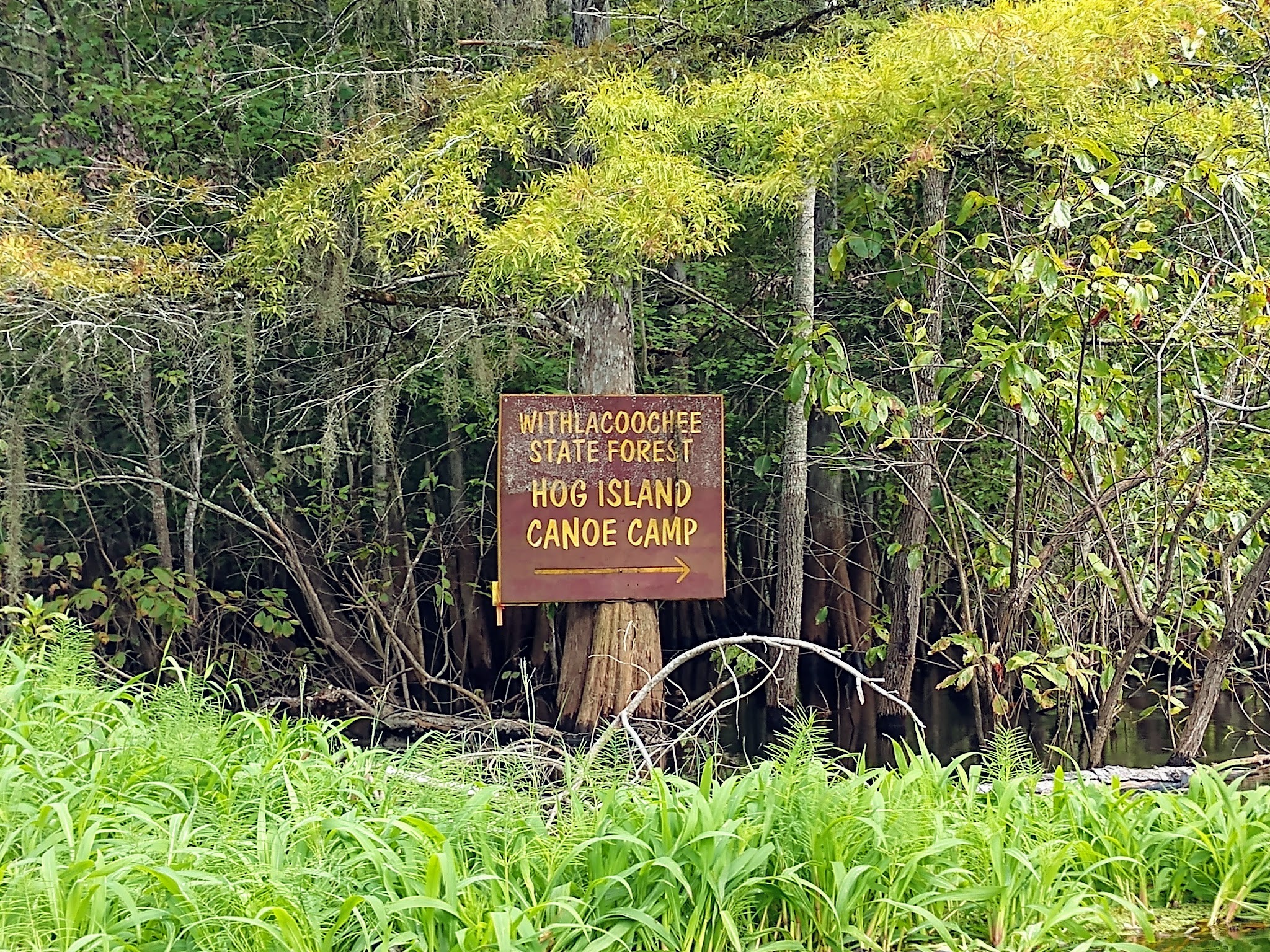 Croom Tract Primitive Camp Zone East