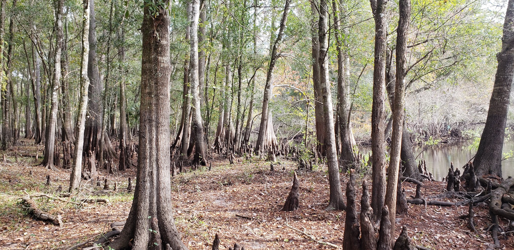 Croom Tract Primitive Camp Zone East