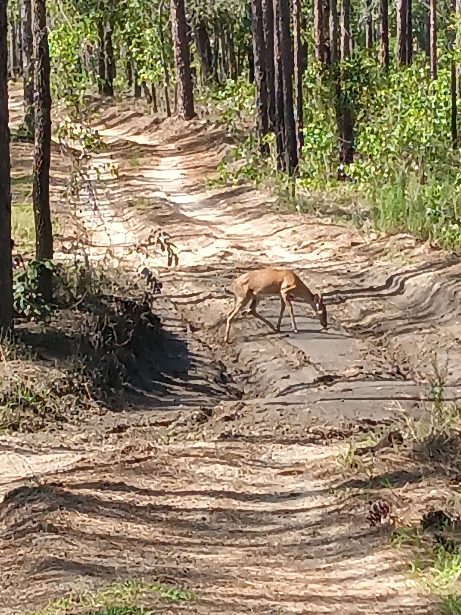 Croom Tract Primitive Camp Zone East