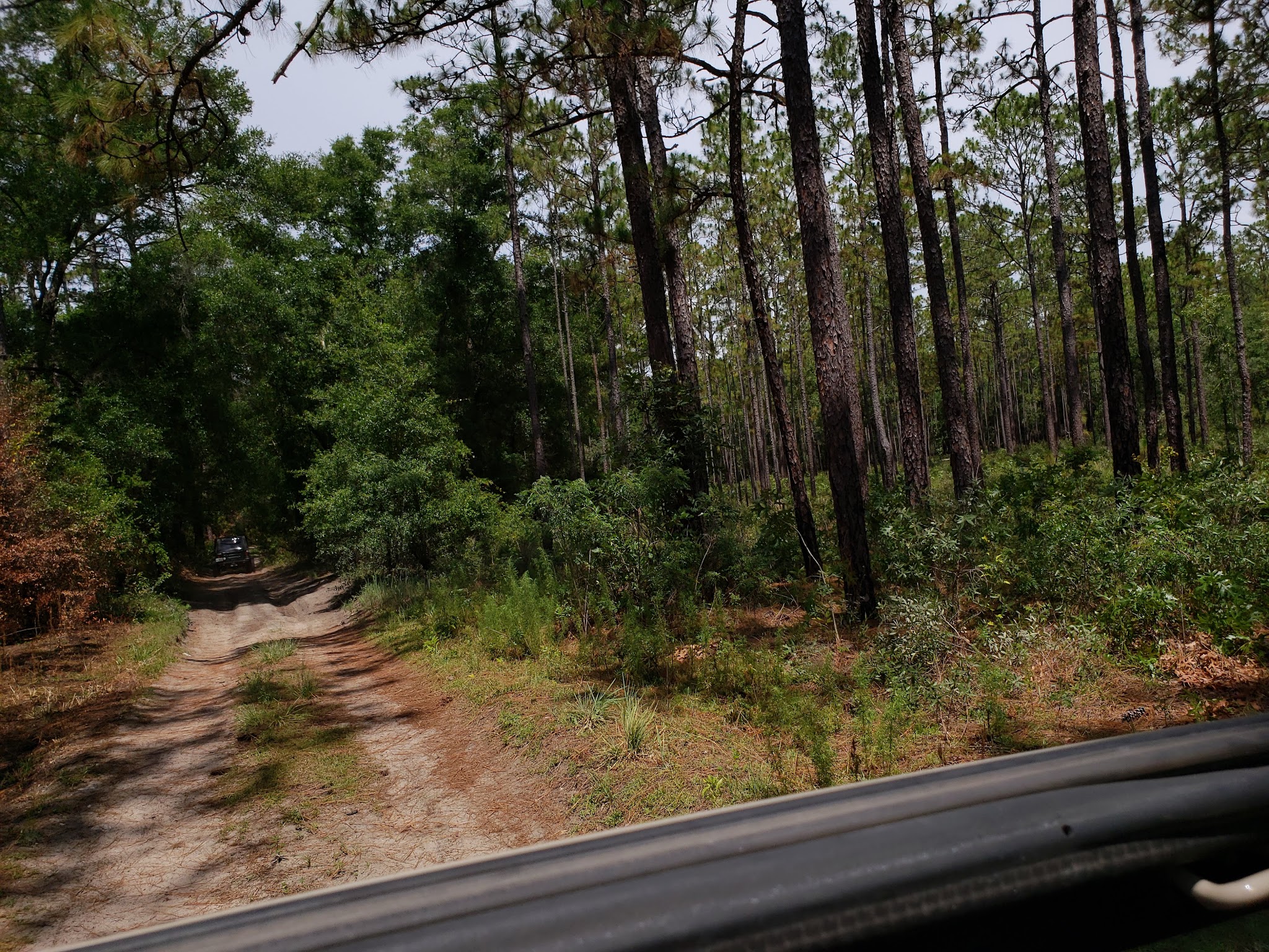 Croom Tract Primitive Camp Zone East