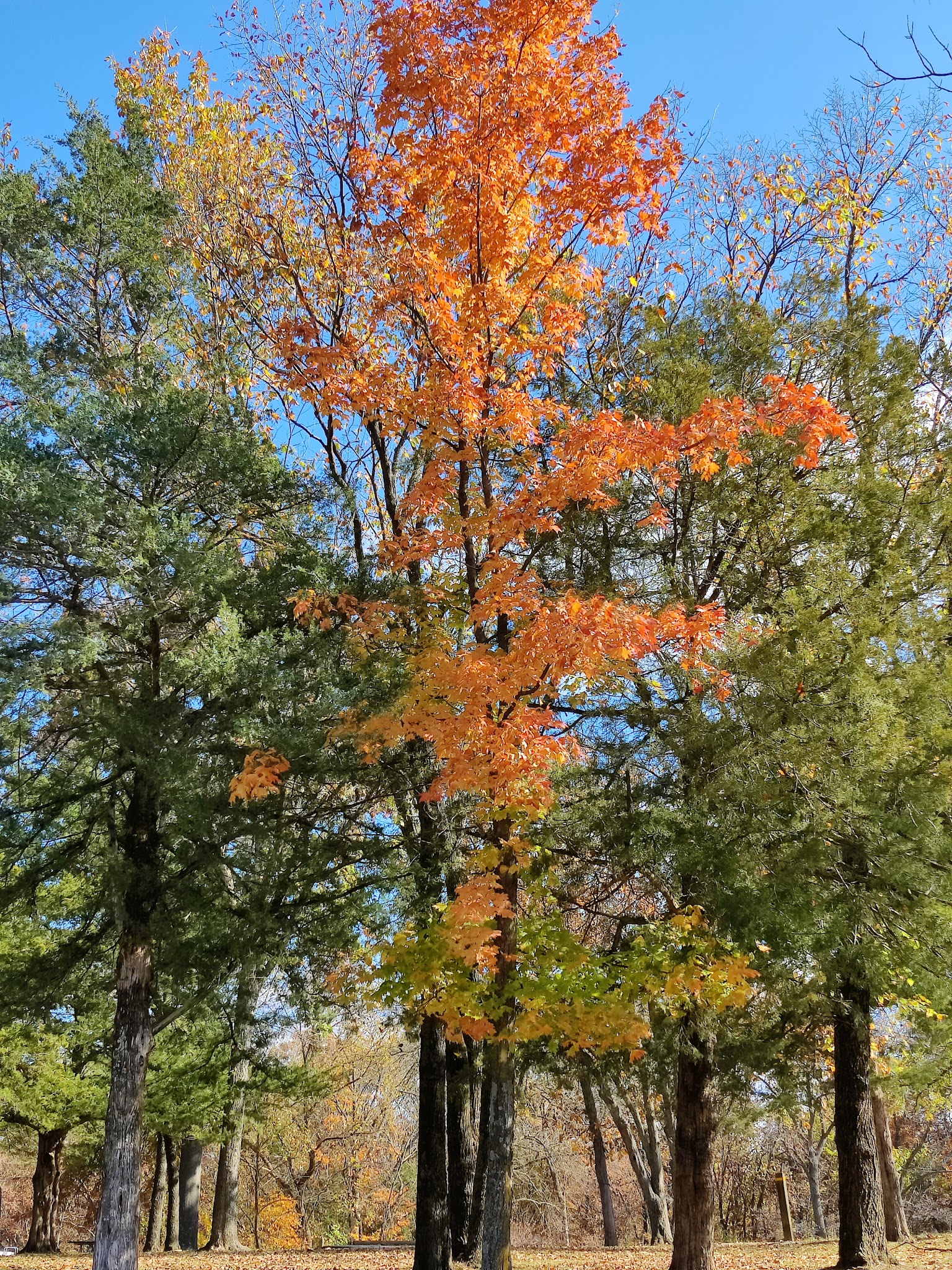 Crowder State Park Campground