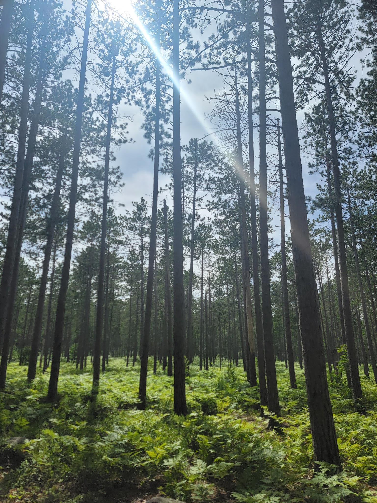 Culhane Lake State Forest Campground