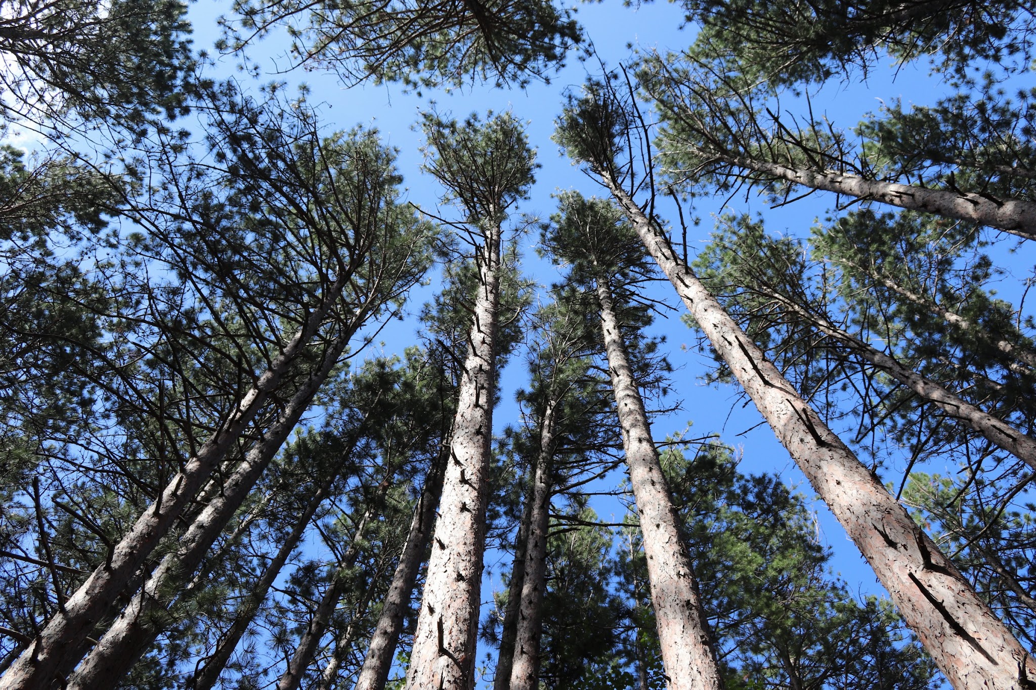 Culhane Lake State Forest Campground