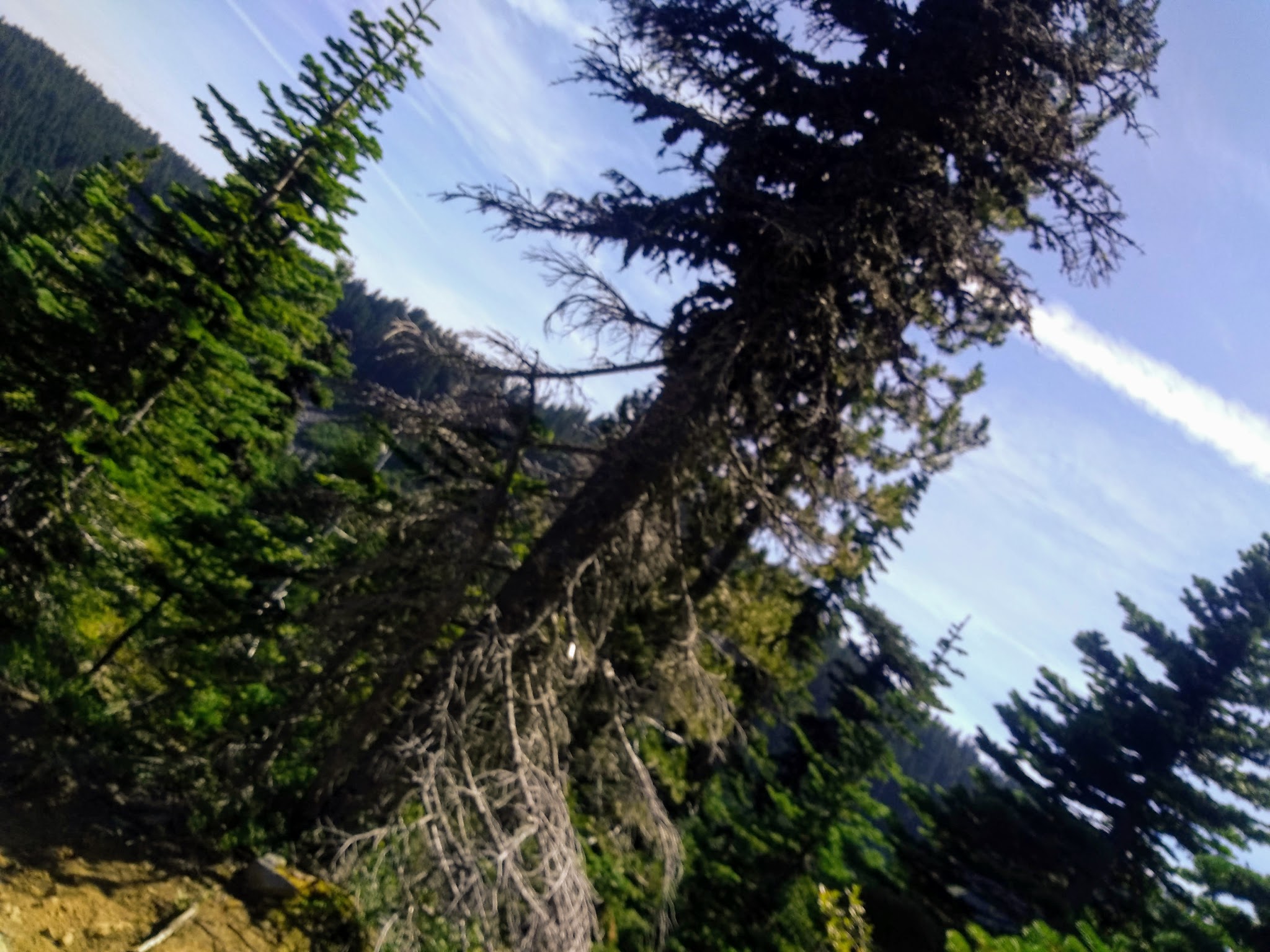 Campground: Cultus Creek