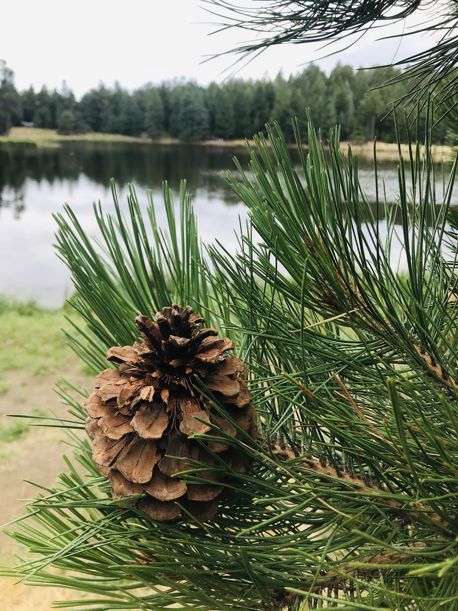 Cunningham Campground