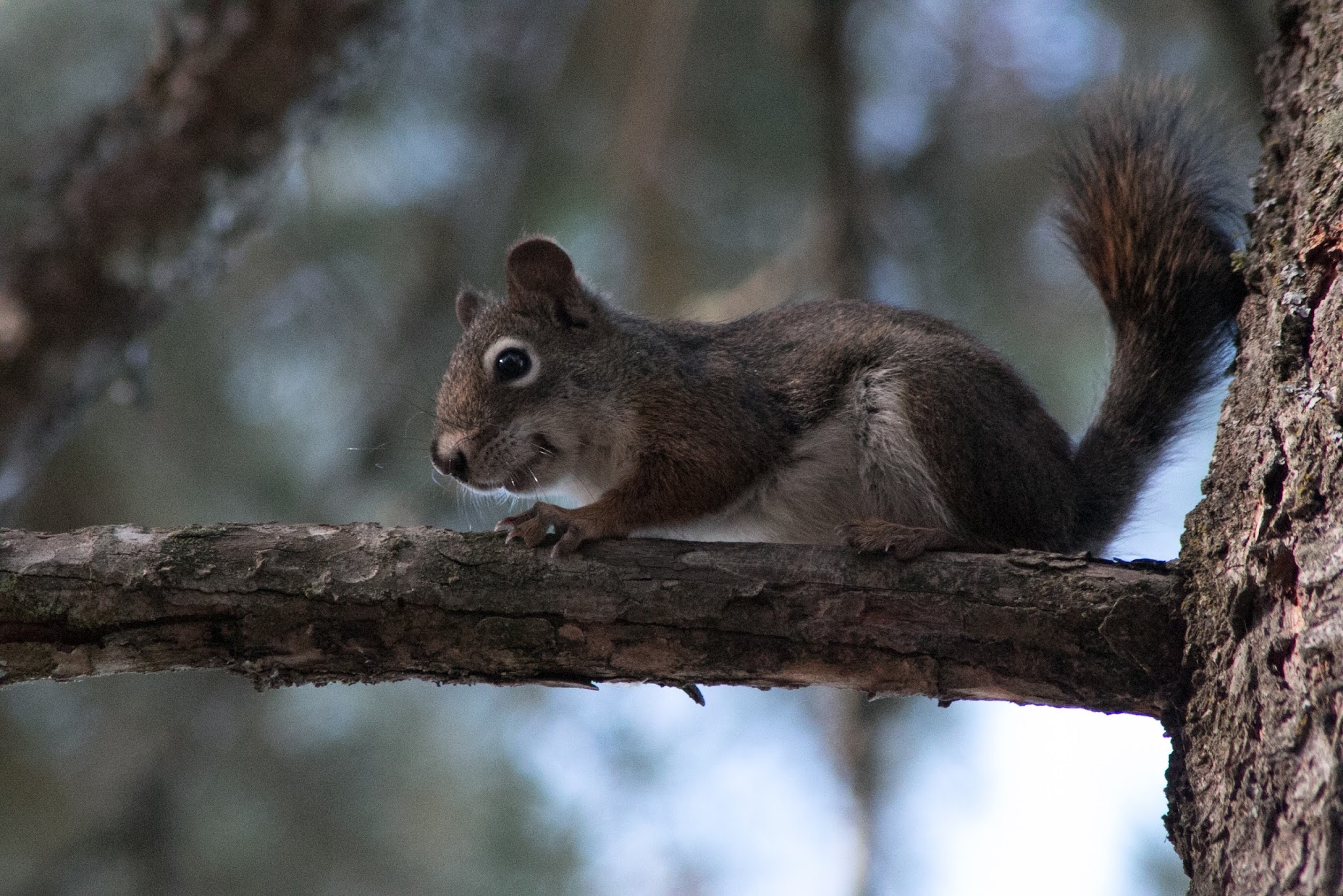 Curlew Lake State Park