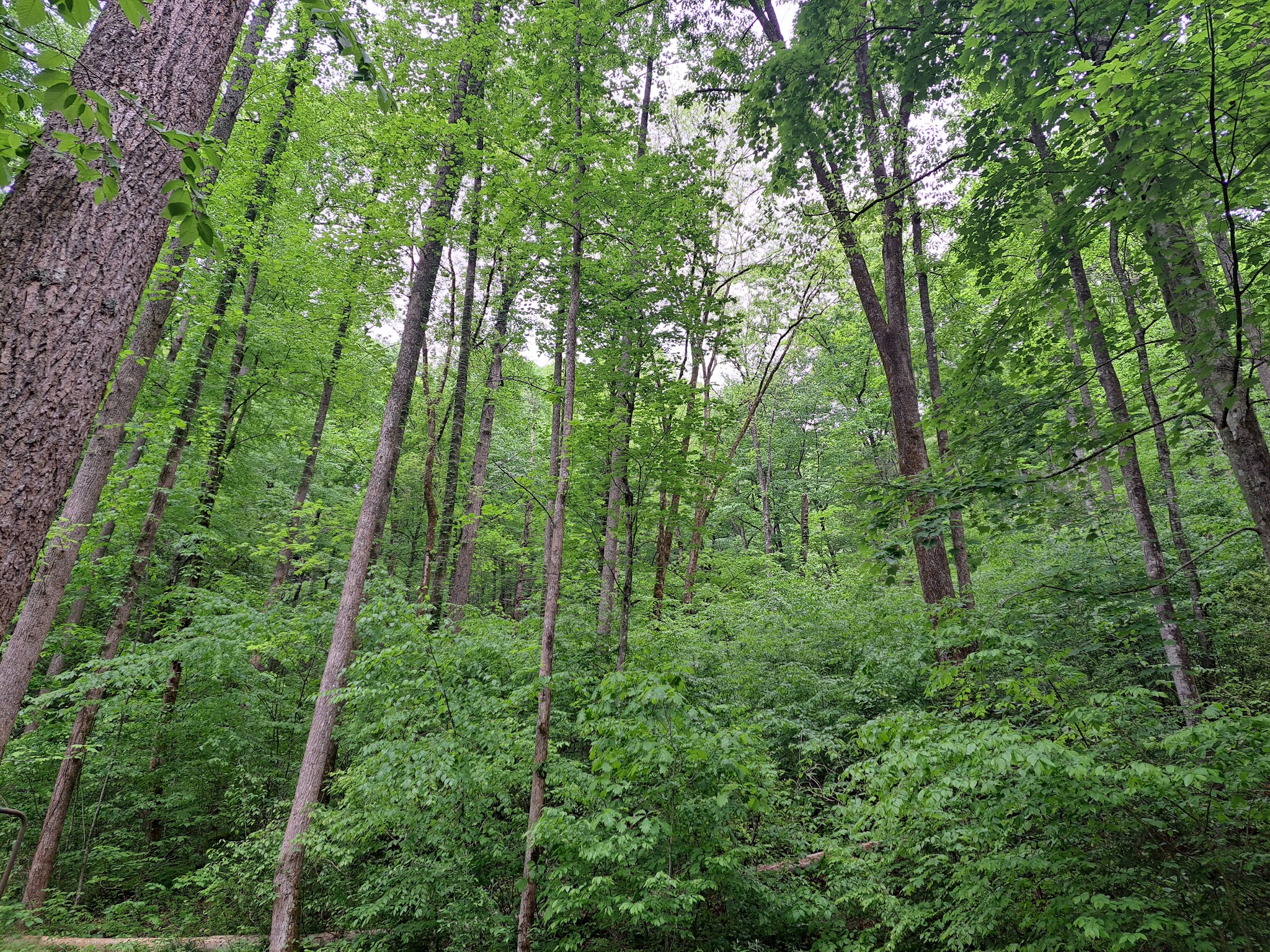 Curtis Creek Campground