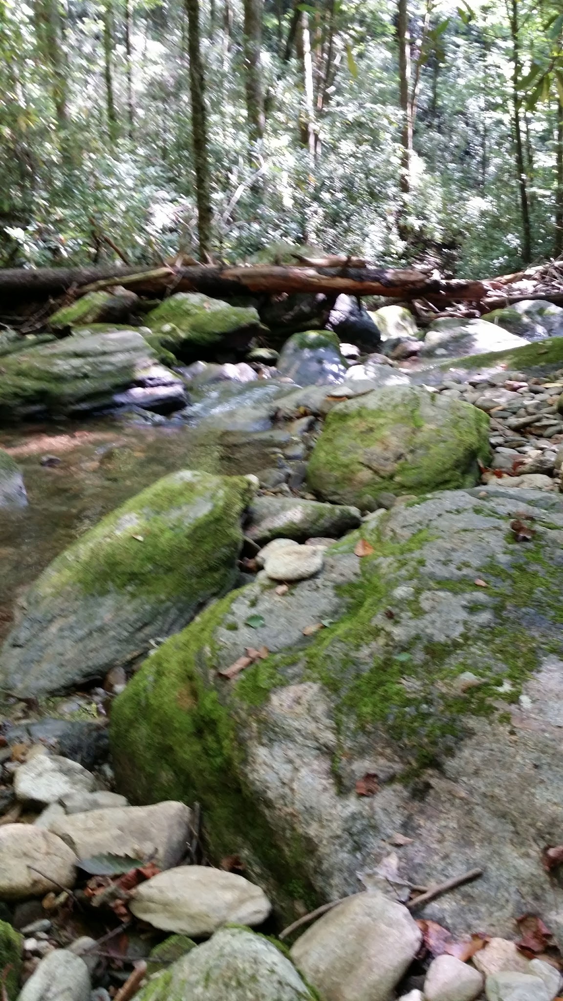 Curtis Creek Campground