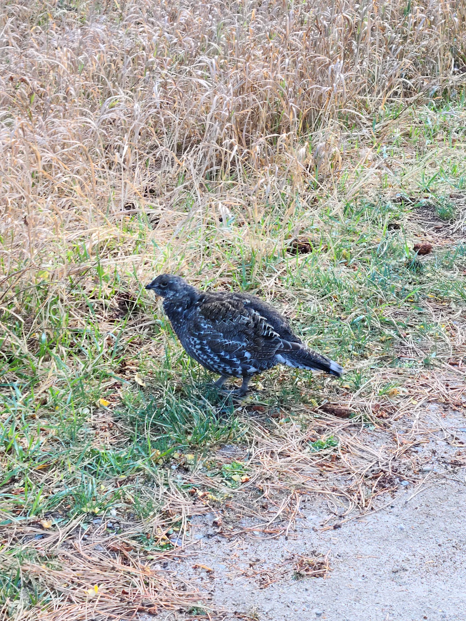 Curtis Gulch Campground