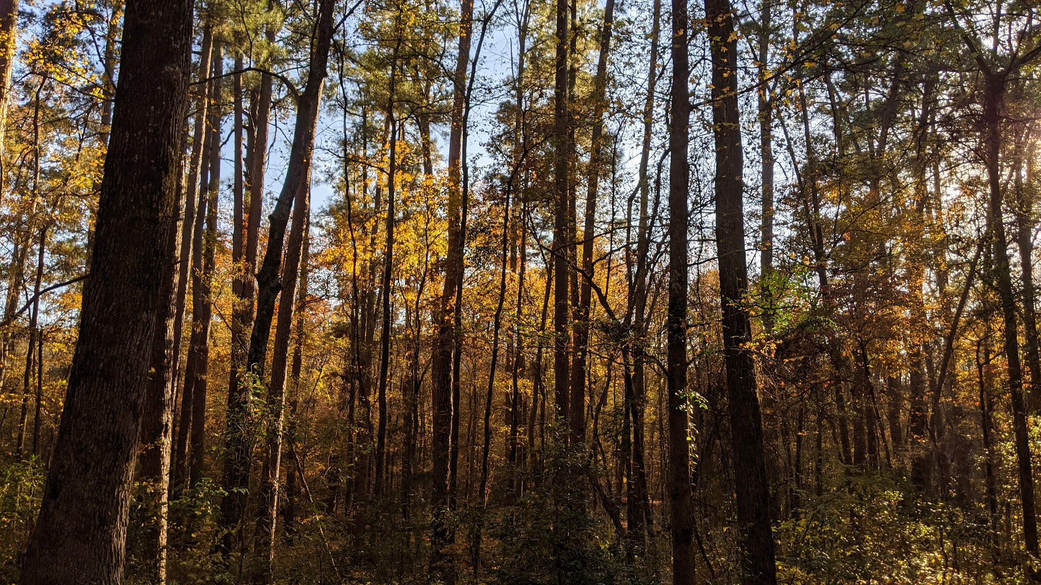 Daingerfield State Park