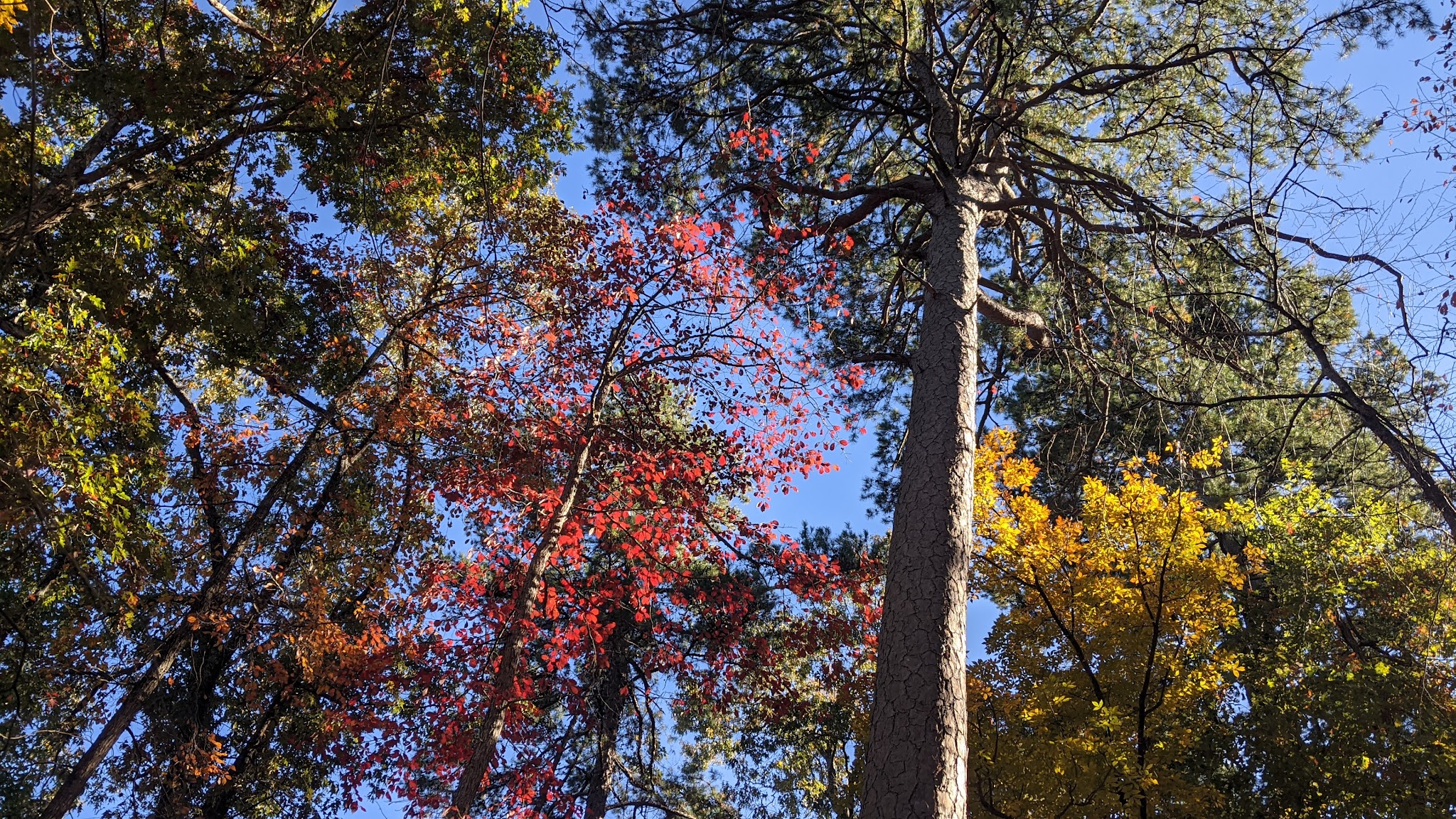 Daingerfield State Park