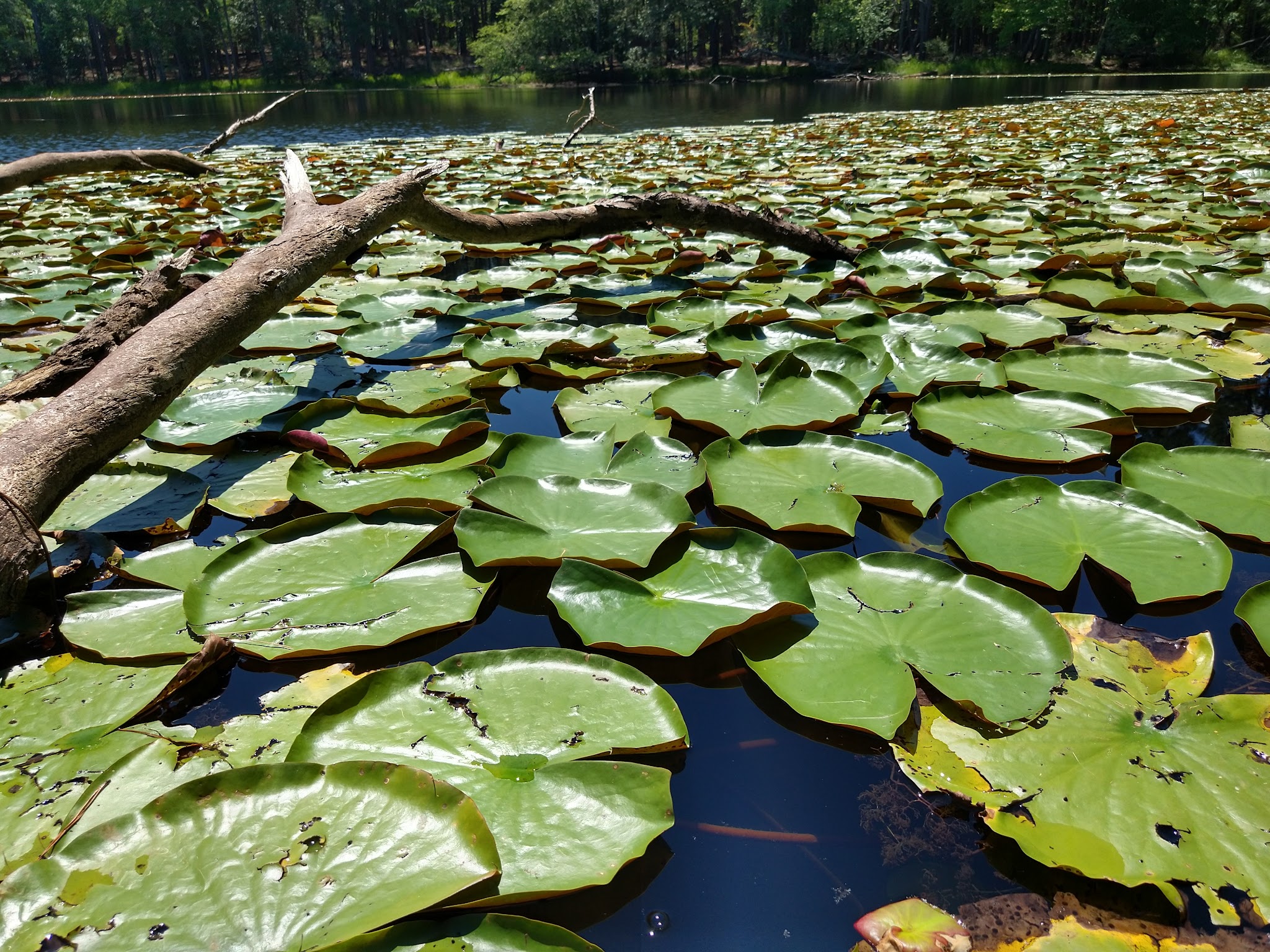 Daingerfield State Park