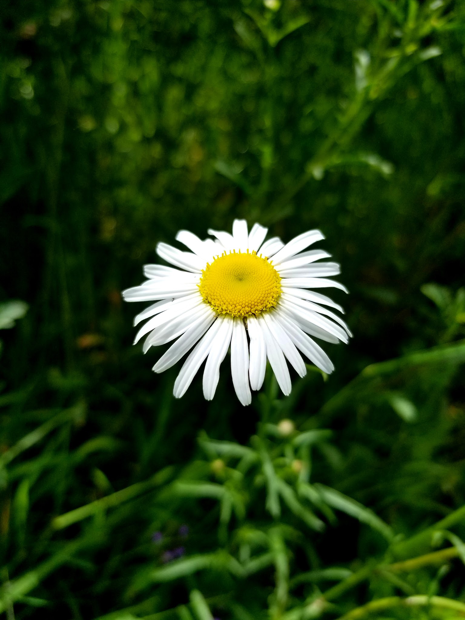 River Bridge Campground