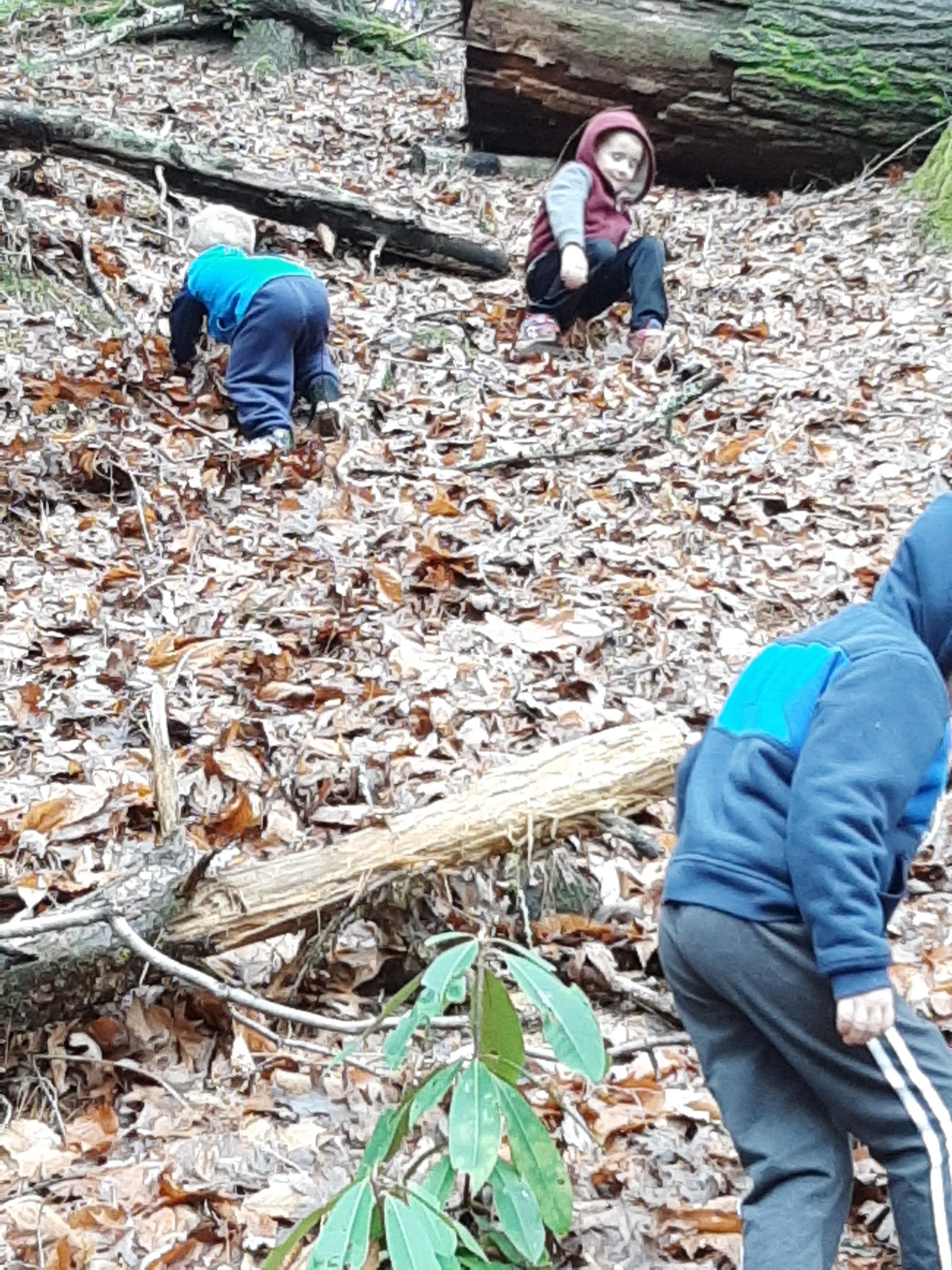 Dam Creek Walk-In Campground And Picnic Area