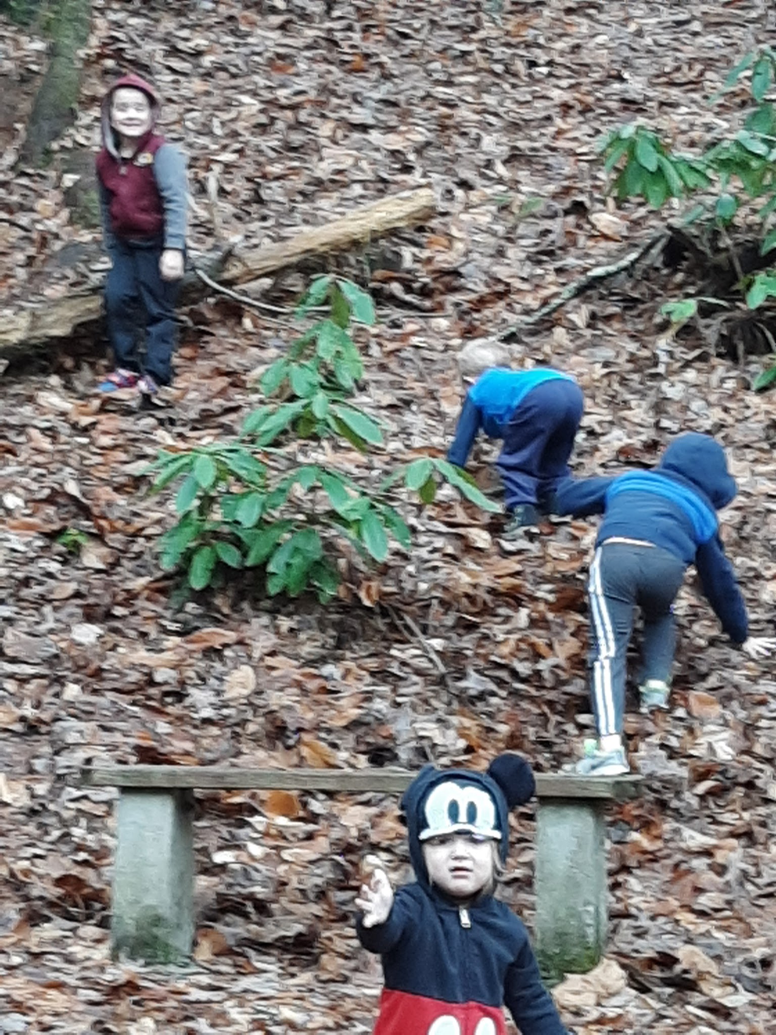 Dam Creek Walk-In Campground And Picnic Area