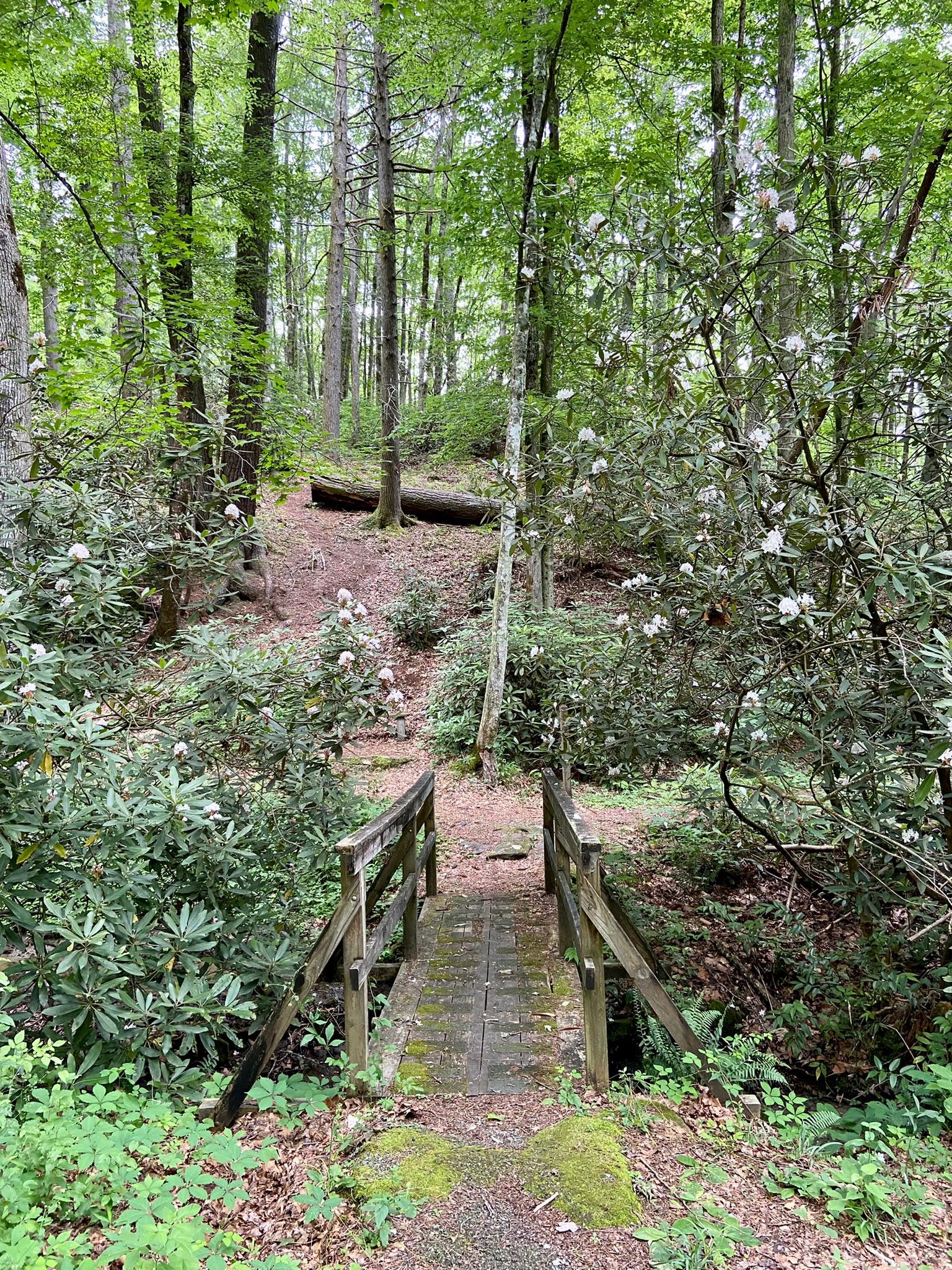 Dam Creek Walk-In Campground And Picnic Area