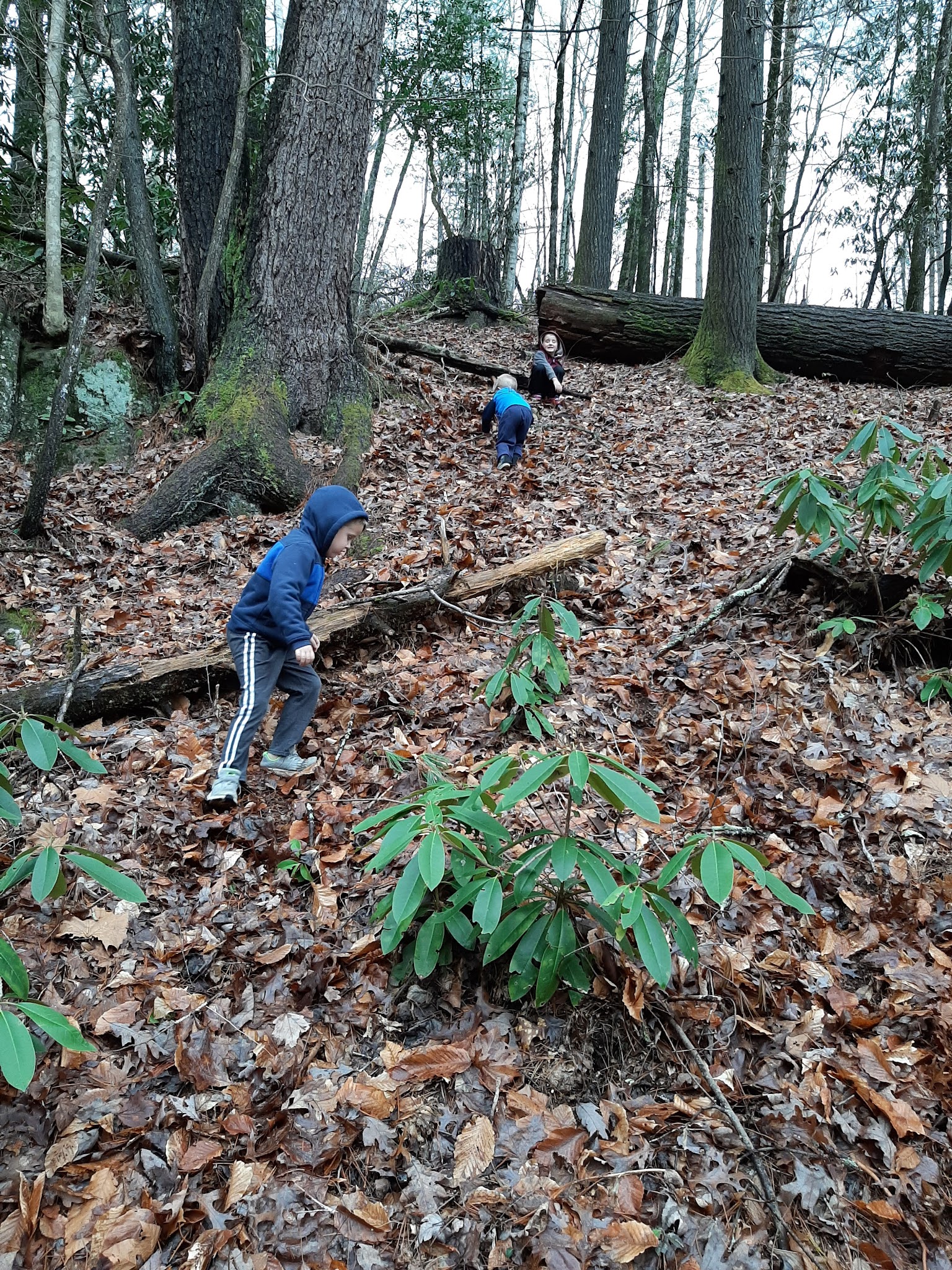 Dam Creek Walk-In Campground And Picnic Area