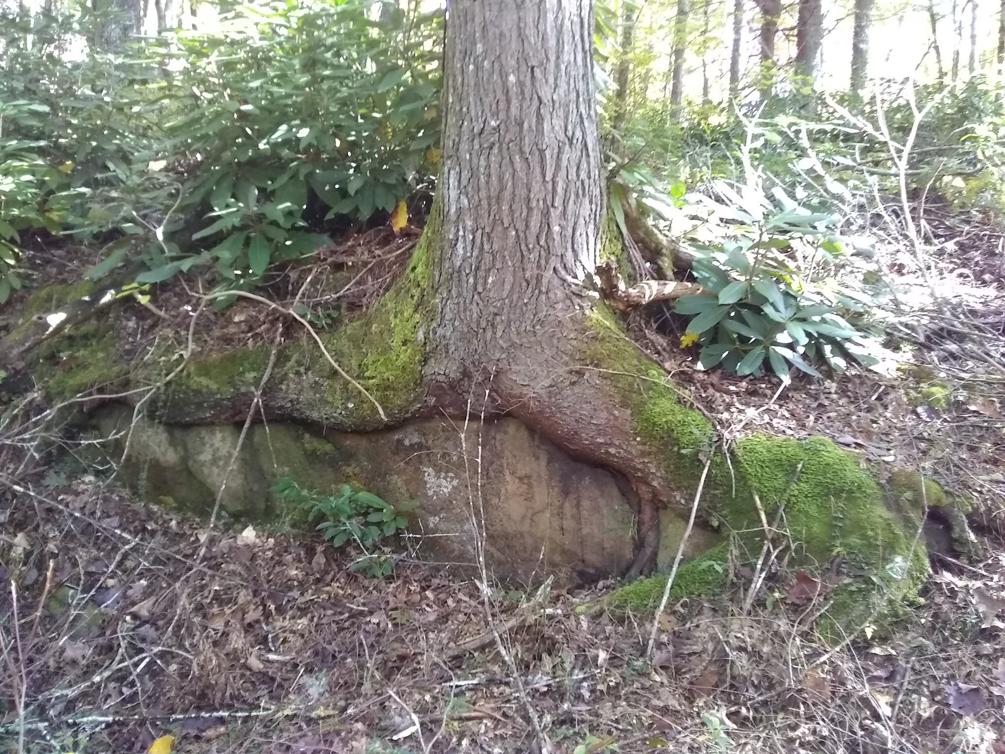 Dam Creek Walk-In Campground And Picnic Area