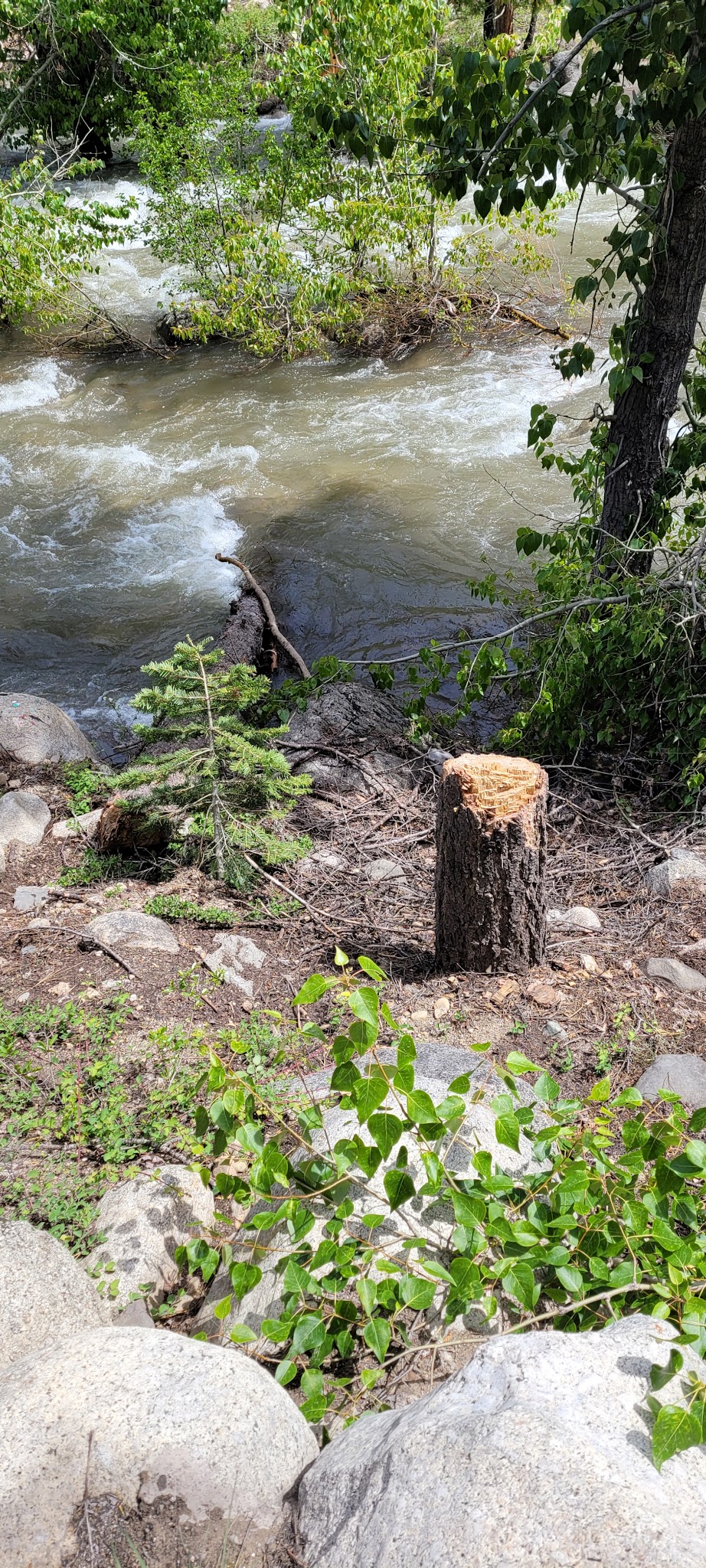 Dardanelle Campground
