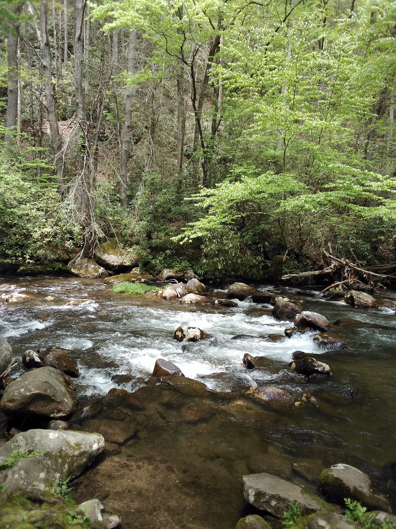 Davis Branch Campground