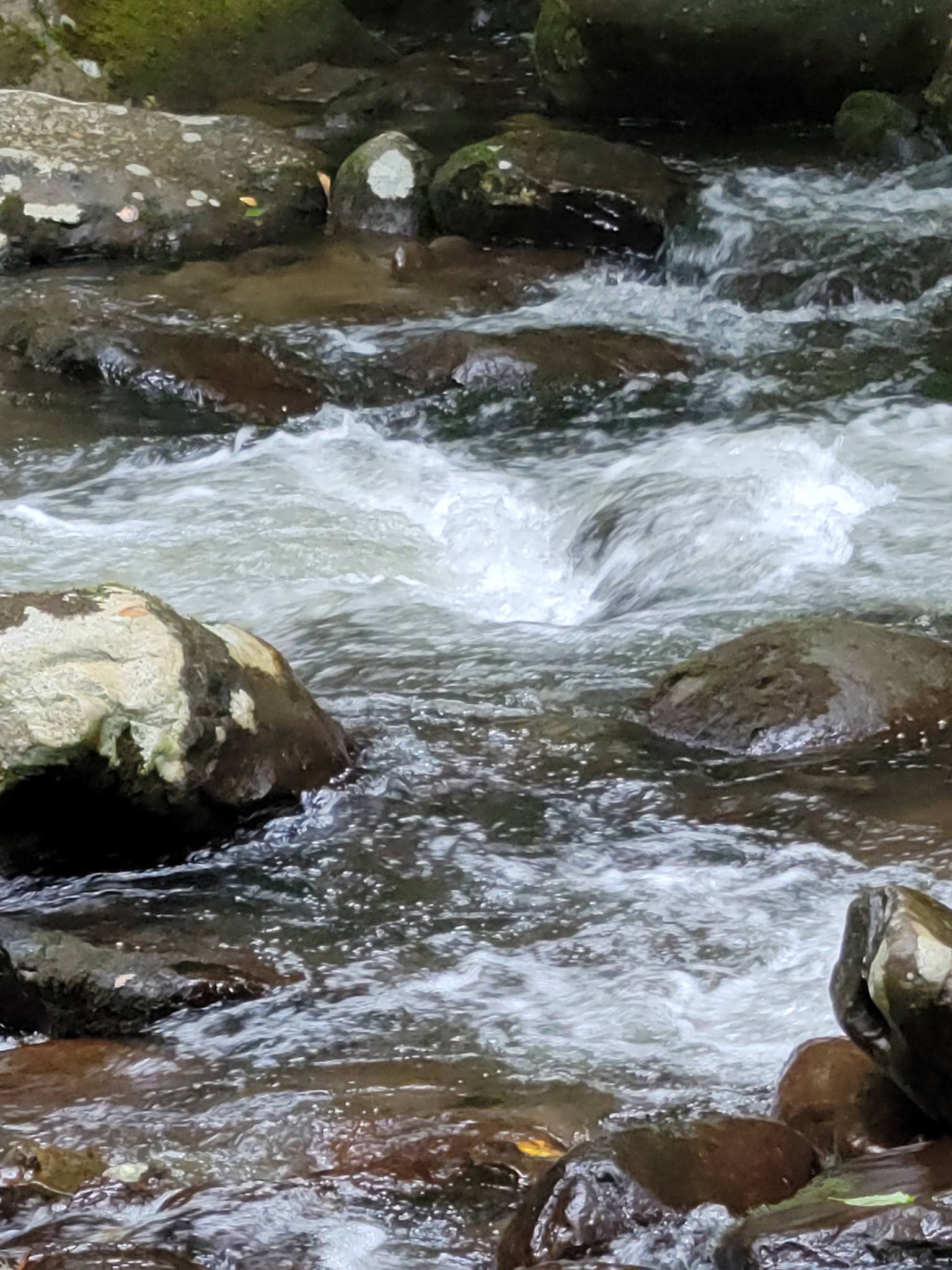 Davis Branch Campground