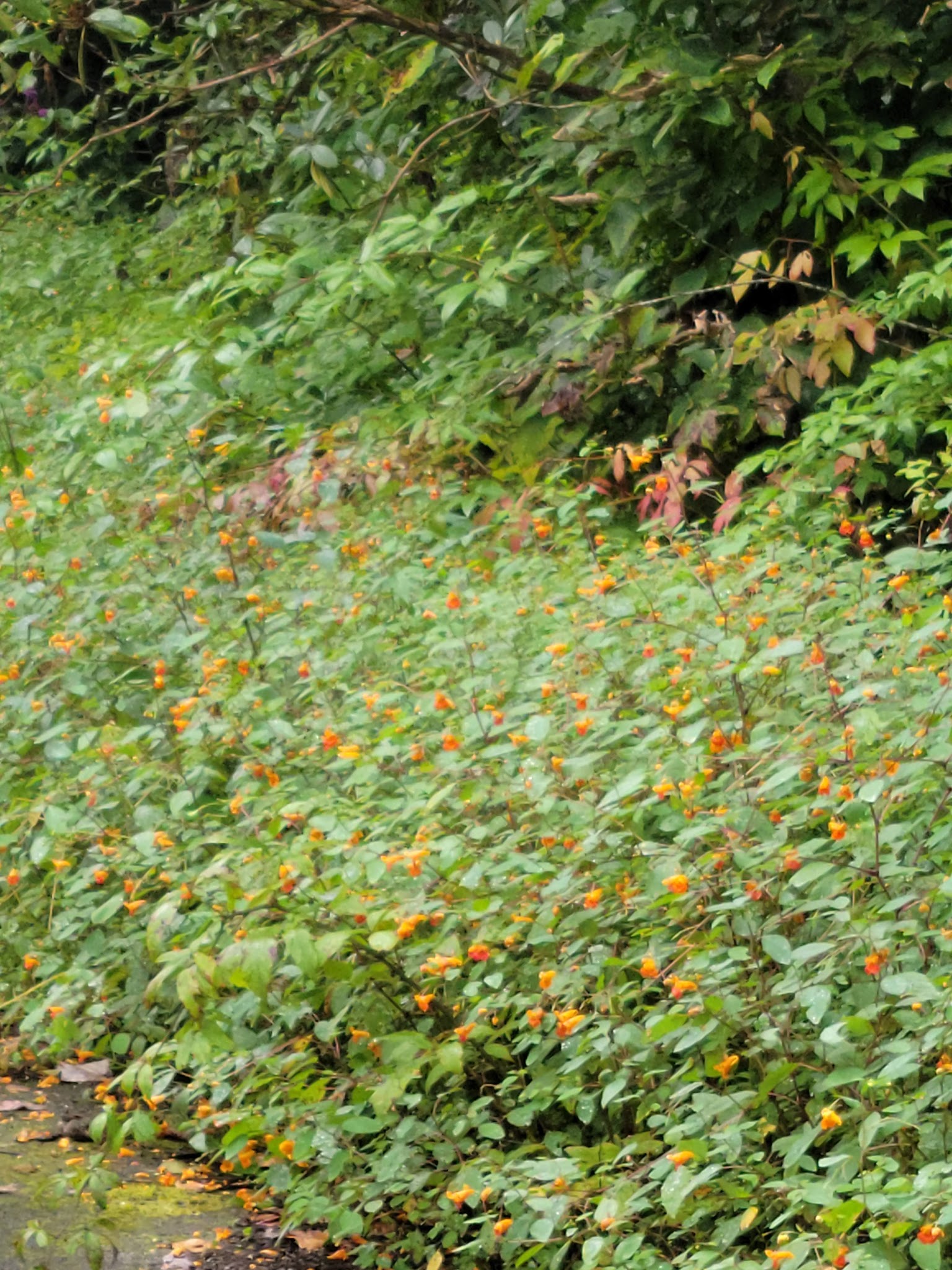 Davis Branch Campground