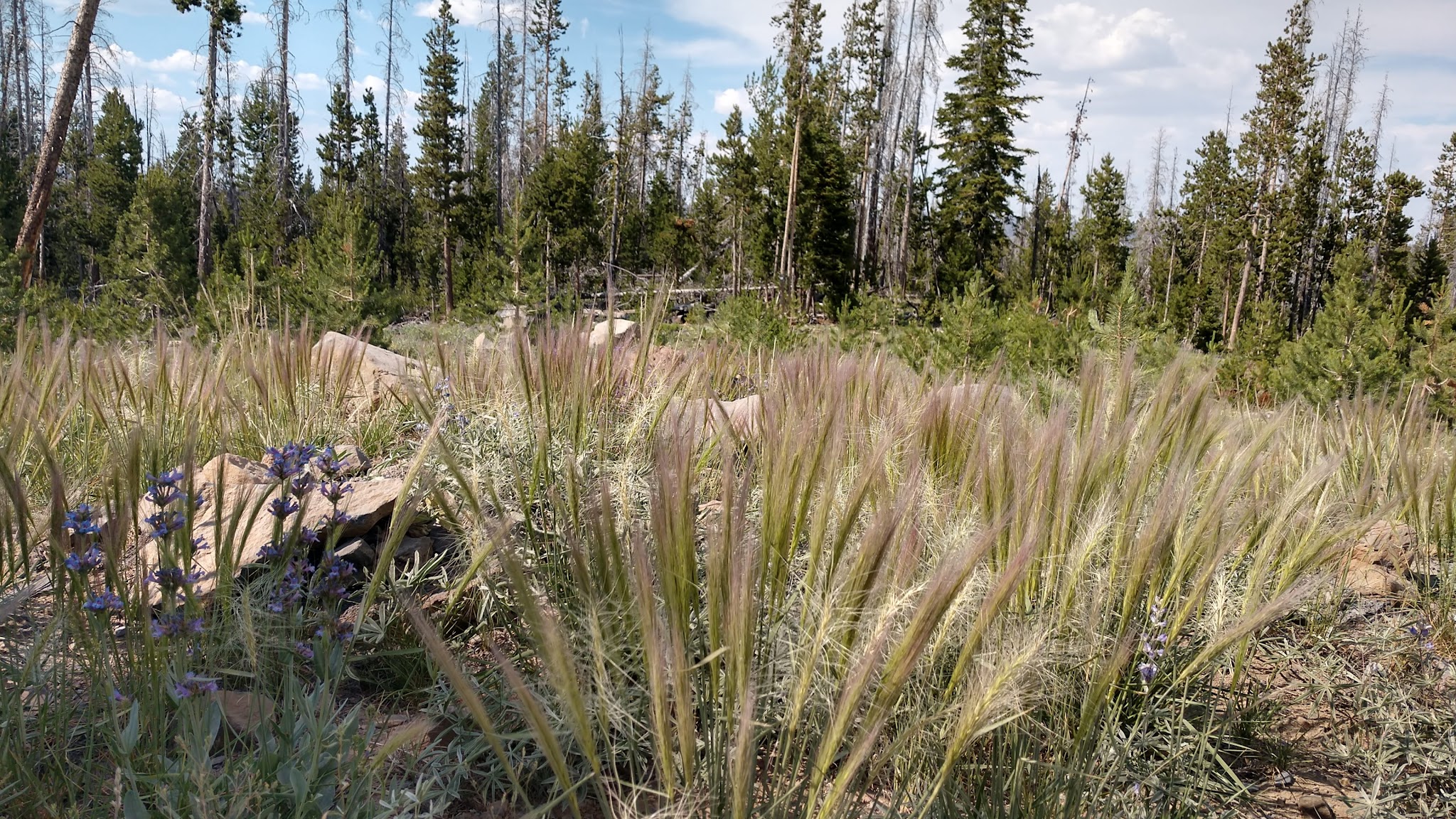 Deadhorse Lake Campground