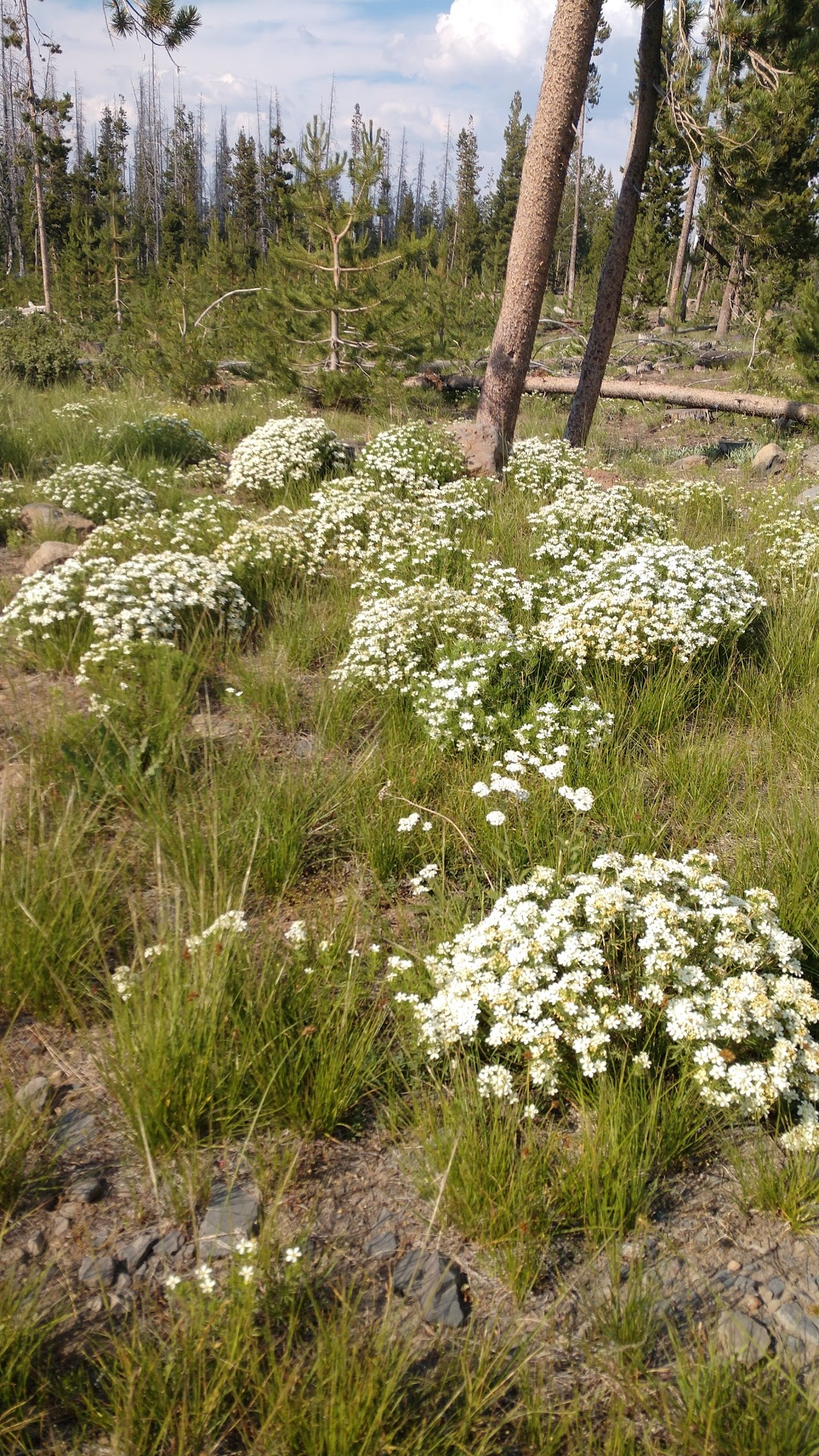 Deadhorse Lake Campground