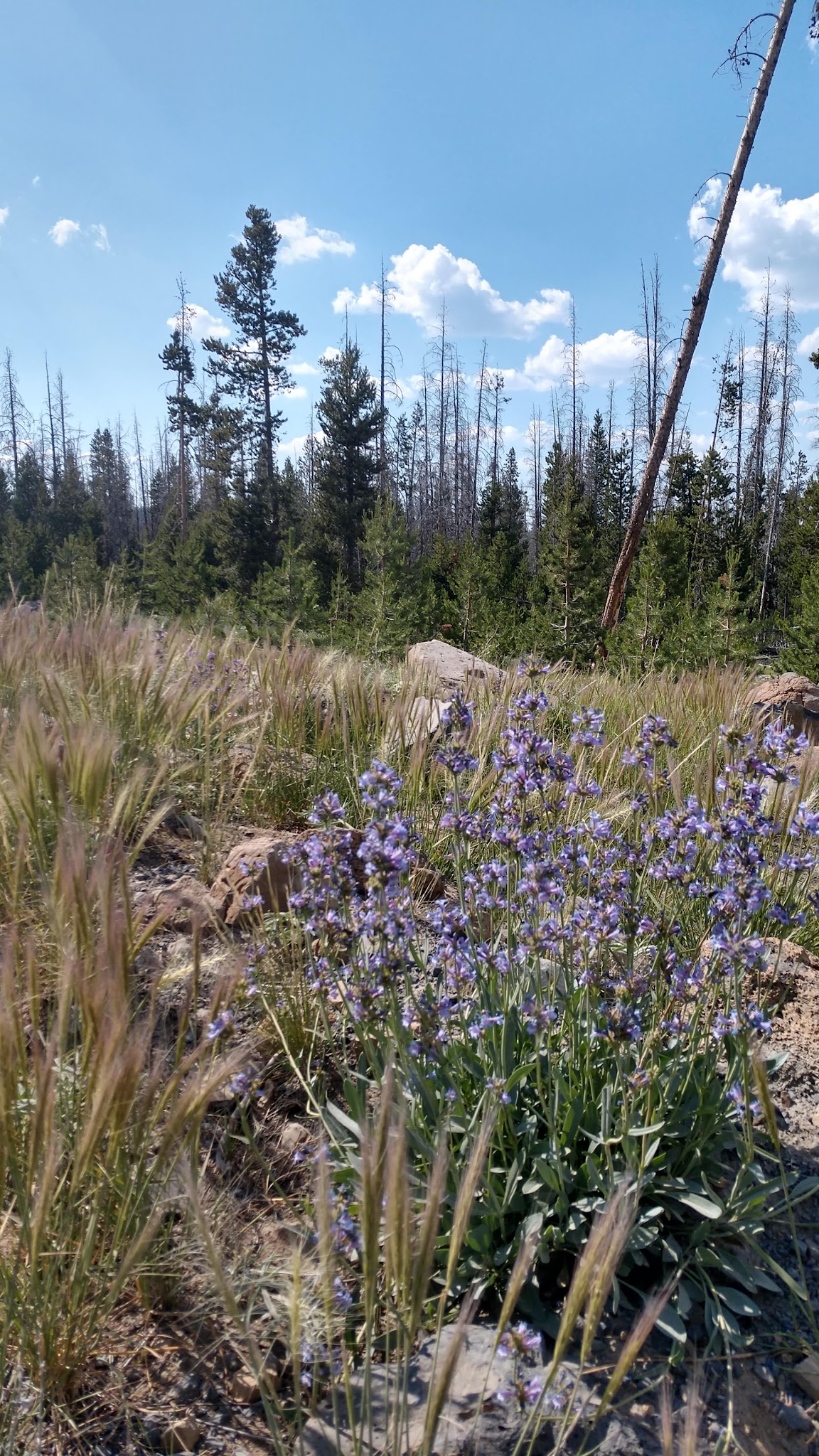 Deadhorse Lake Campground
