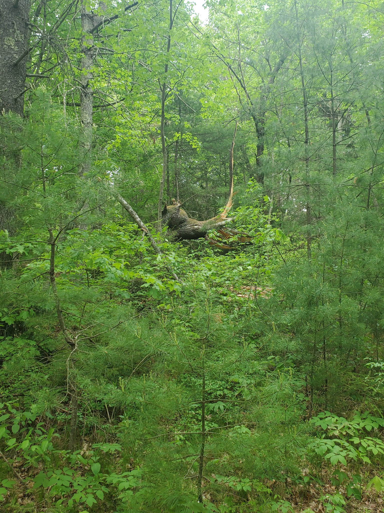 Dean Pond Recreation Area