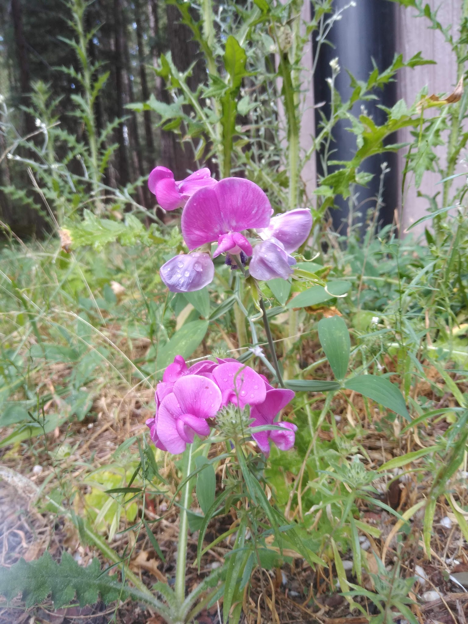 Deanes Valley Campground