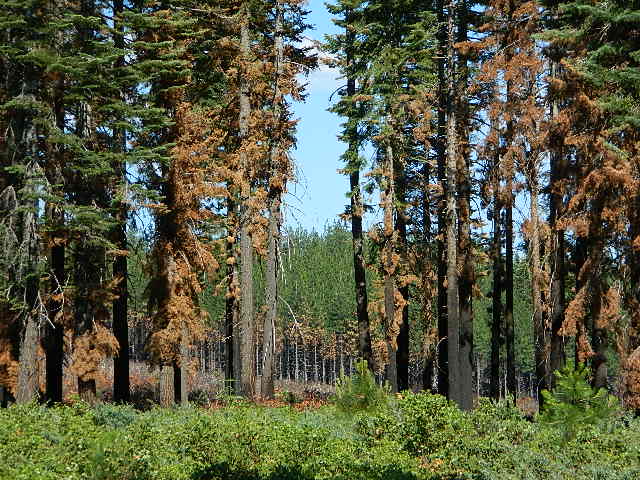 Deanes Valley Campground