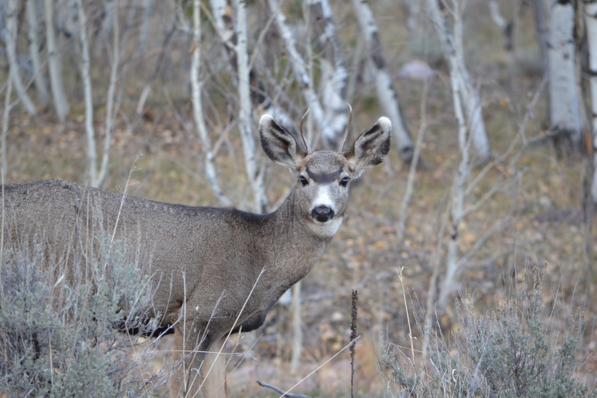 Uinta River Group Campground