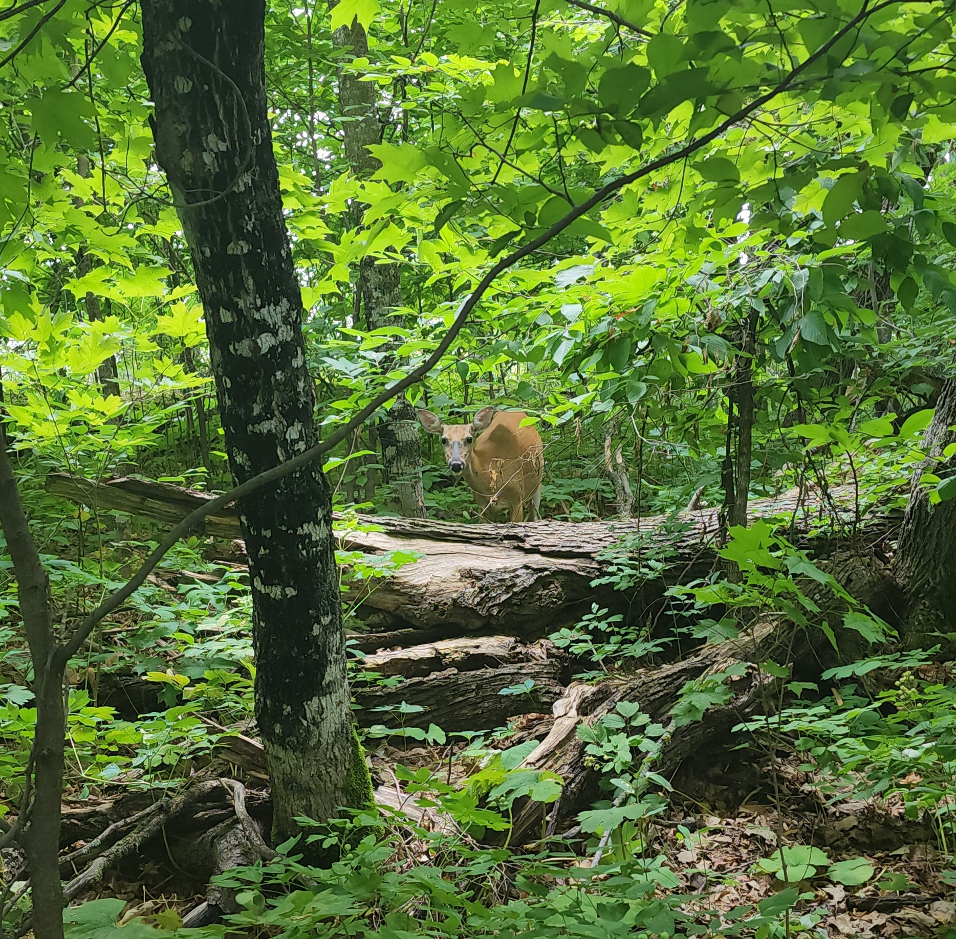 Lake Bemidji Campground